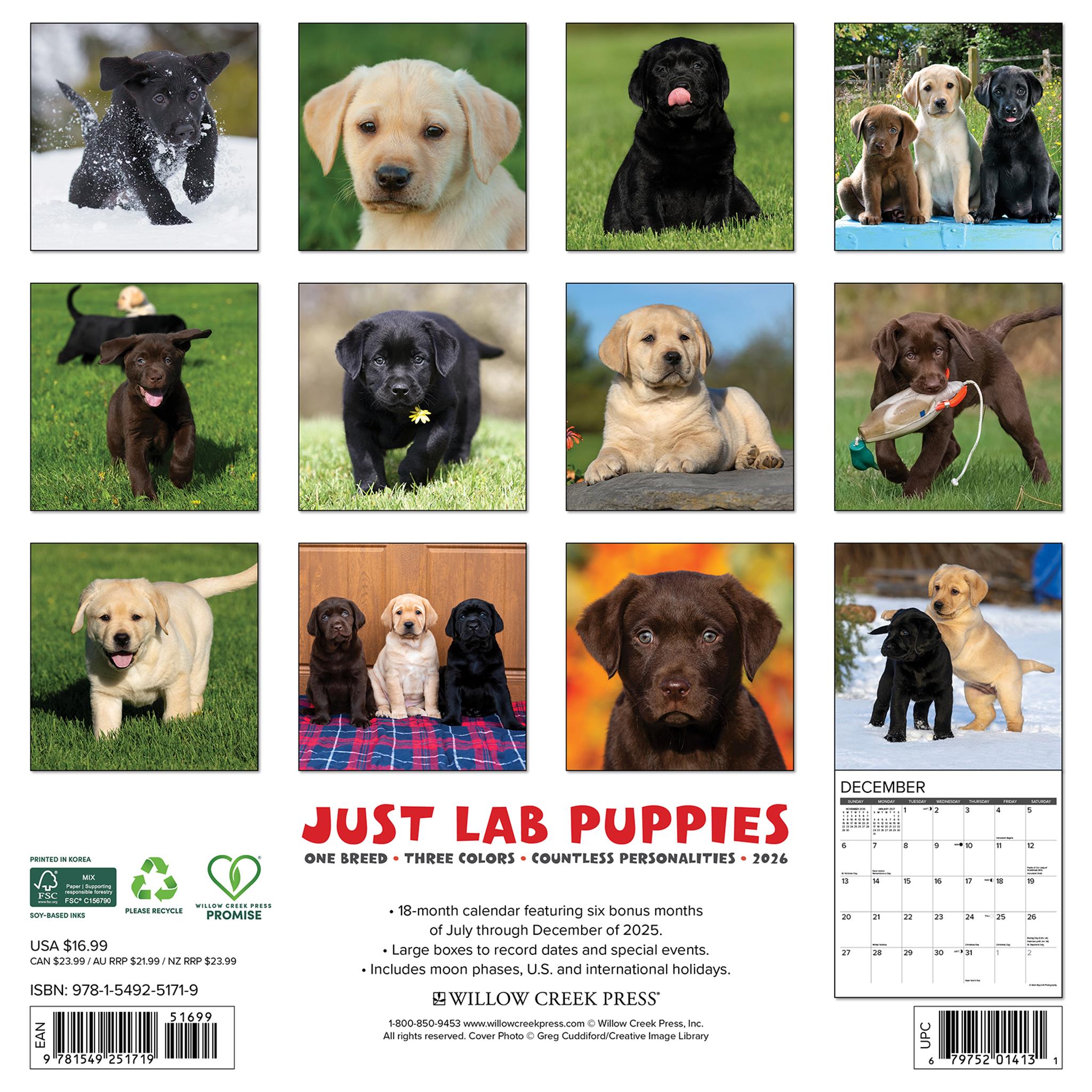 Lab Puppies 2026 Just Wall Calendar