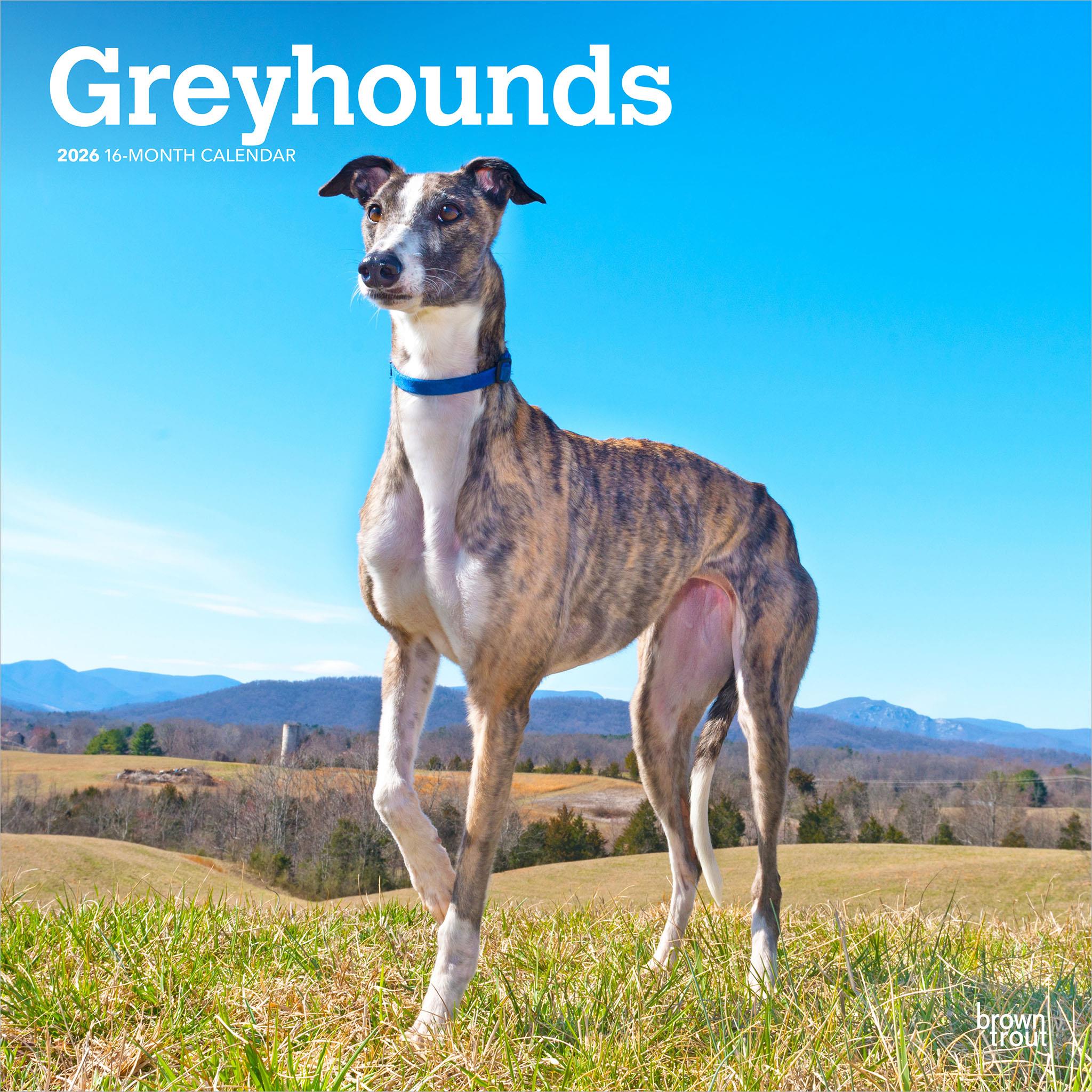 Greyhounds 2026 Wall Calendar