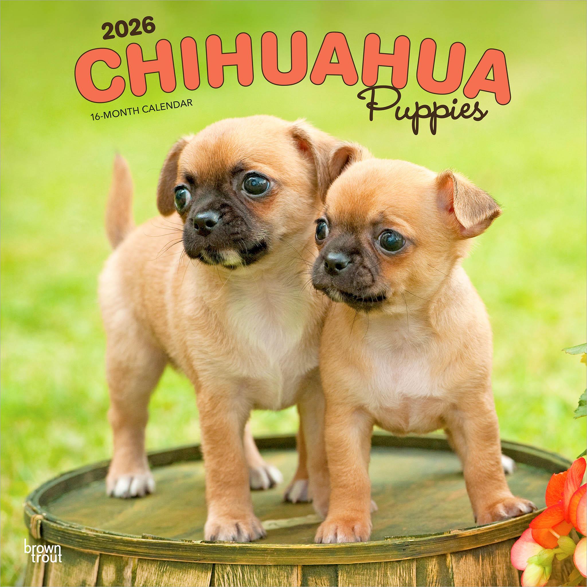 Chihuahua Puppies 2026 Wall Calendar