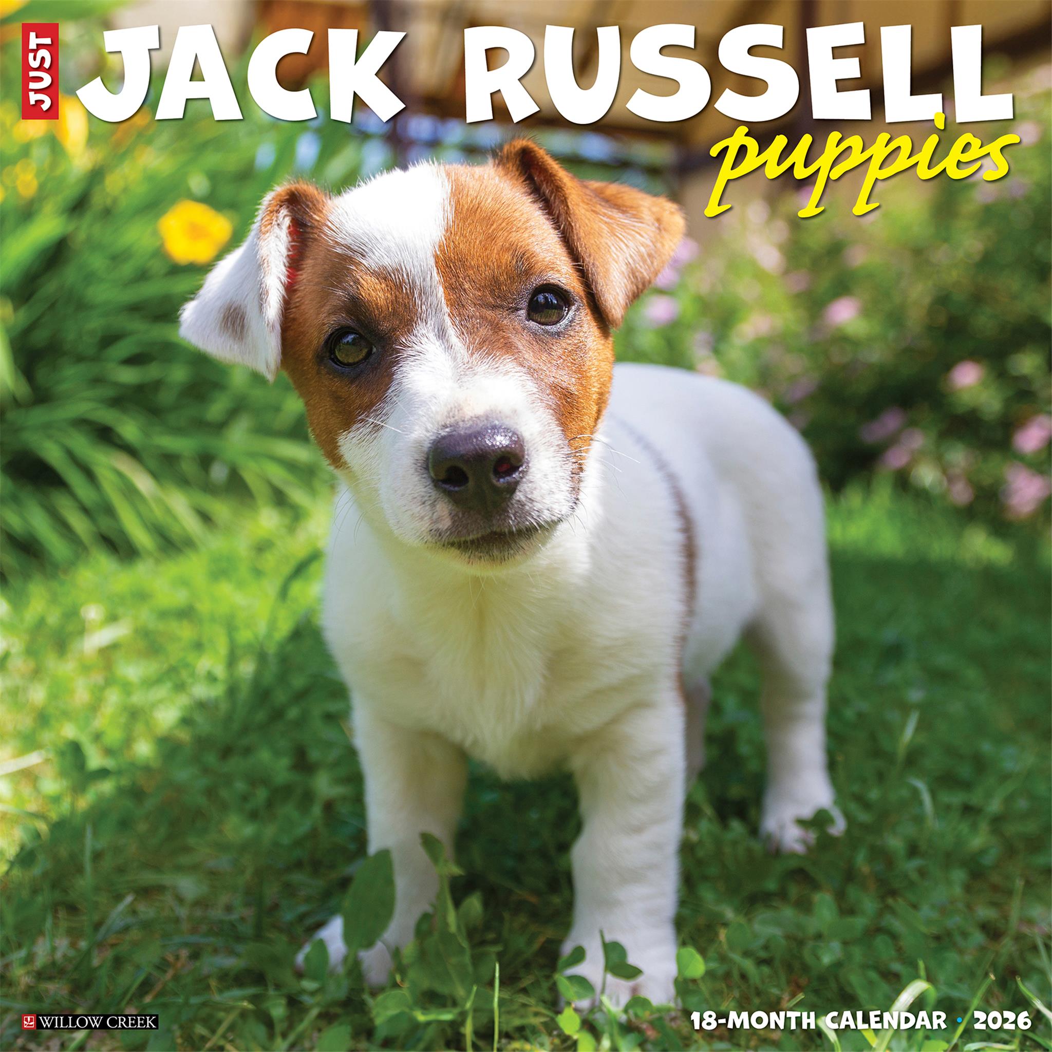 Jack Russell Puppies 2026 Just Wall Calendar - Online Only