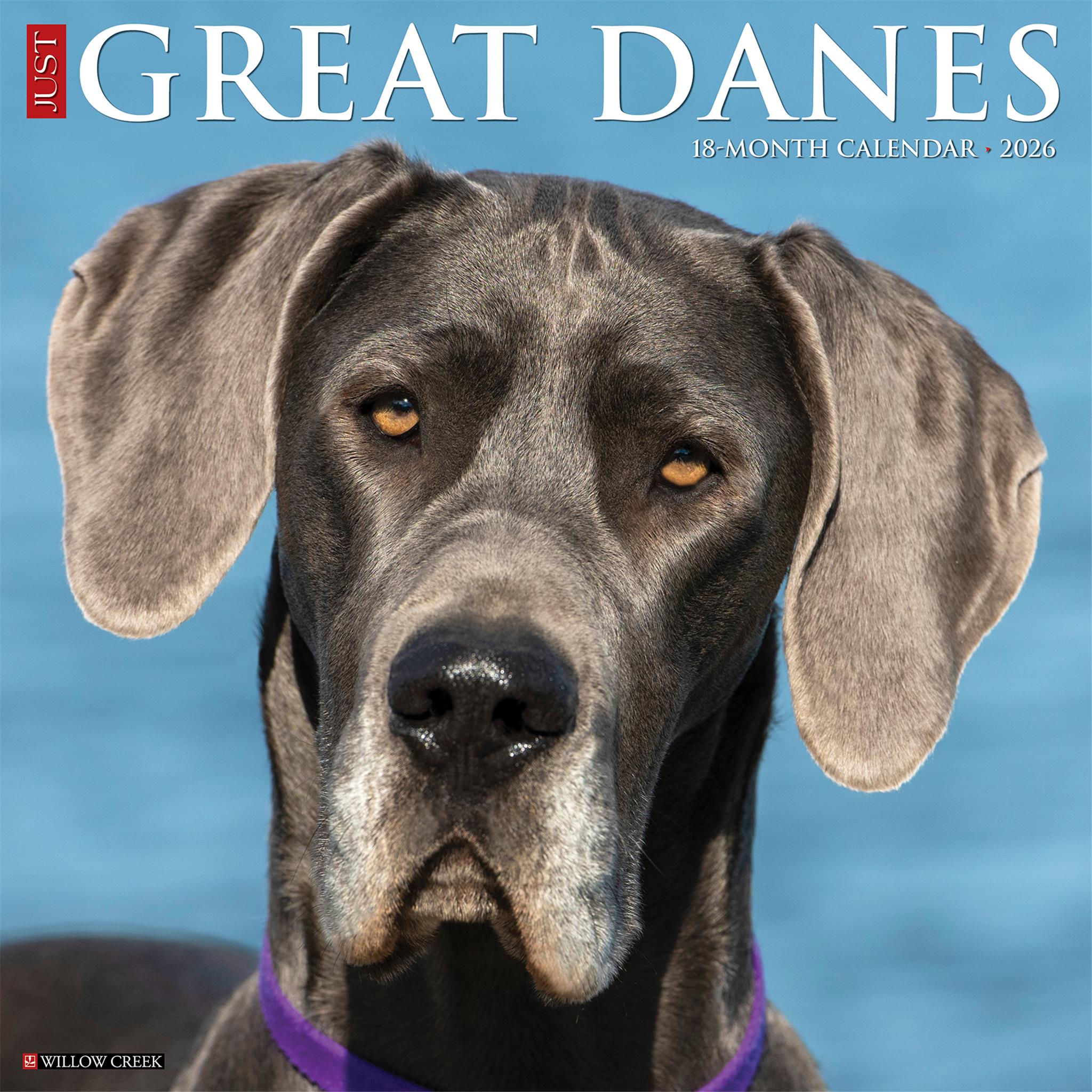 Great Danes 2026 Just Wall Calendar - Calendar Club Canada