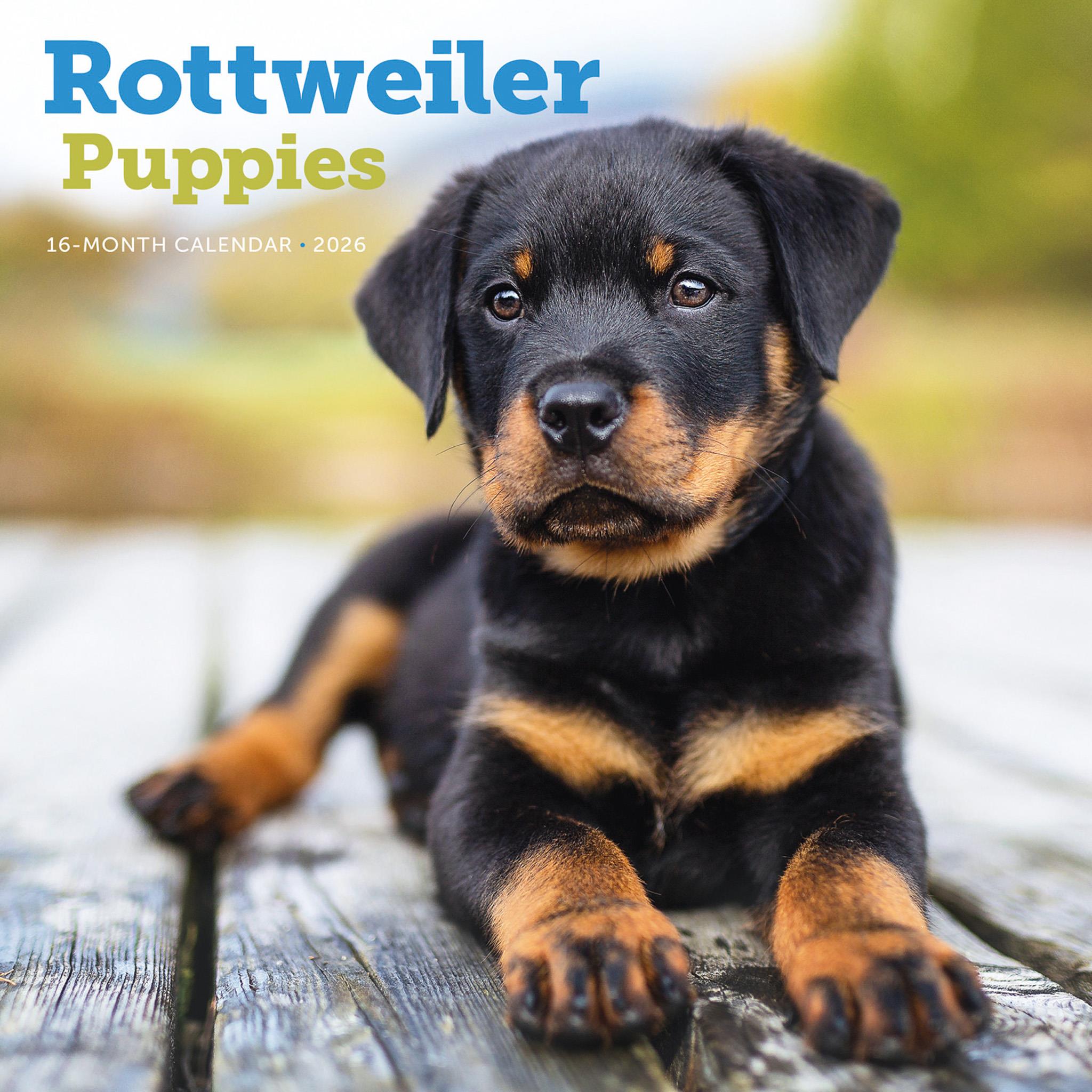 Rottweiler Puppies 2026 Wall Calendar