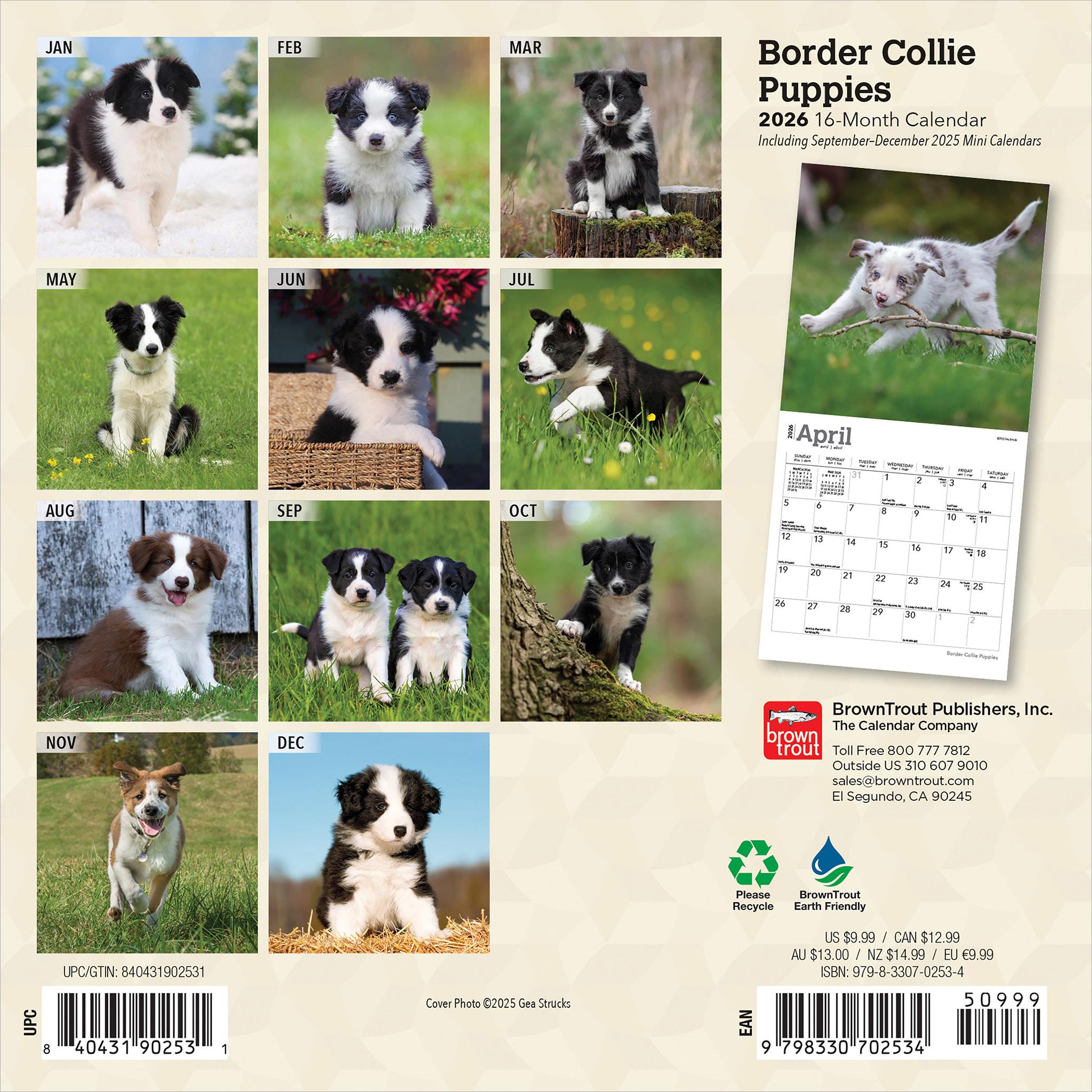 Border Collie Puppies 2026 Mini Calendar