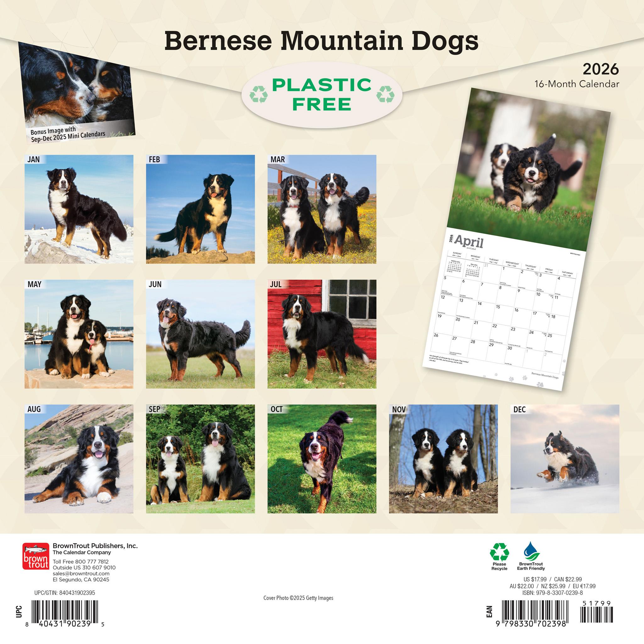 Bernese Mountain Dogs 2026 Wall Calendar
