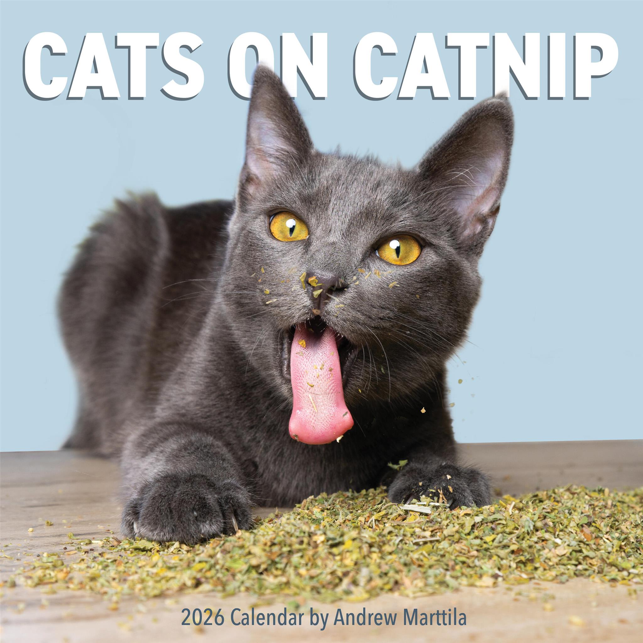 Cats On Catnip 2026 Wall Calendar