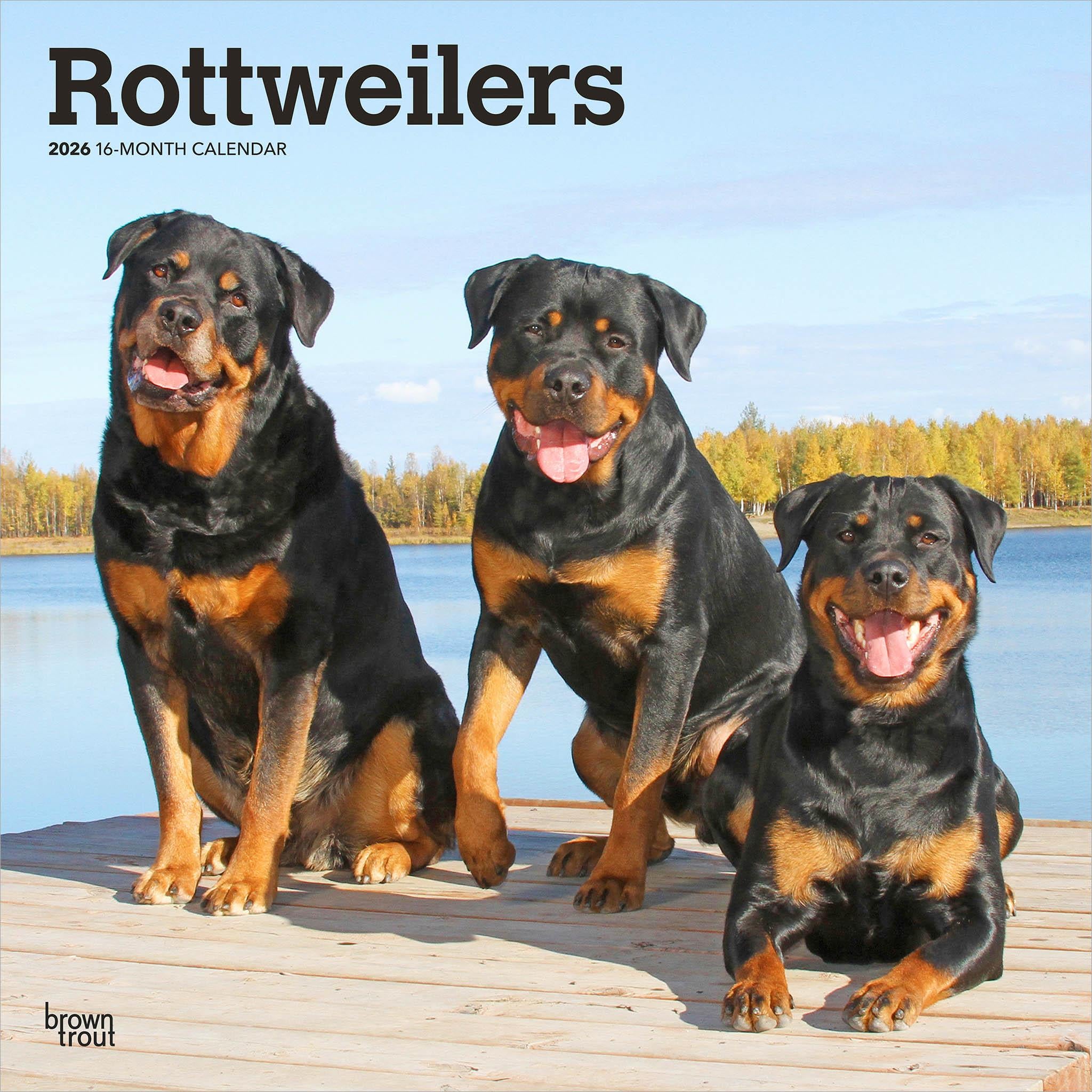 Rottweilers 2026 Wall Calendar