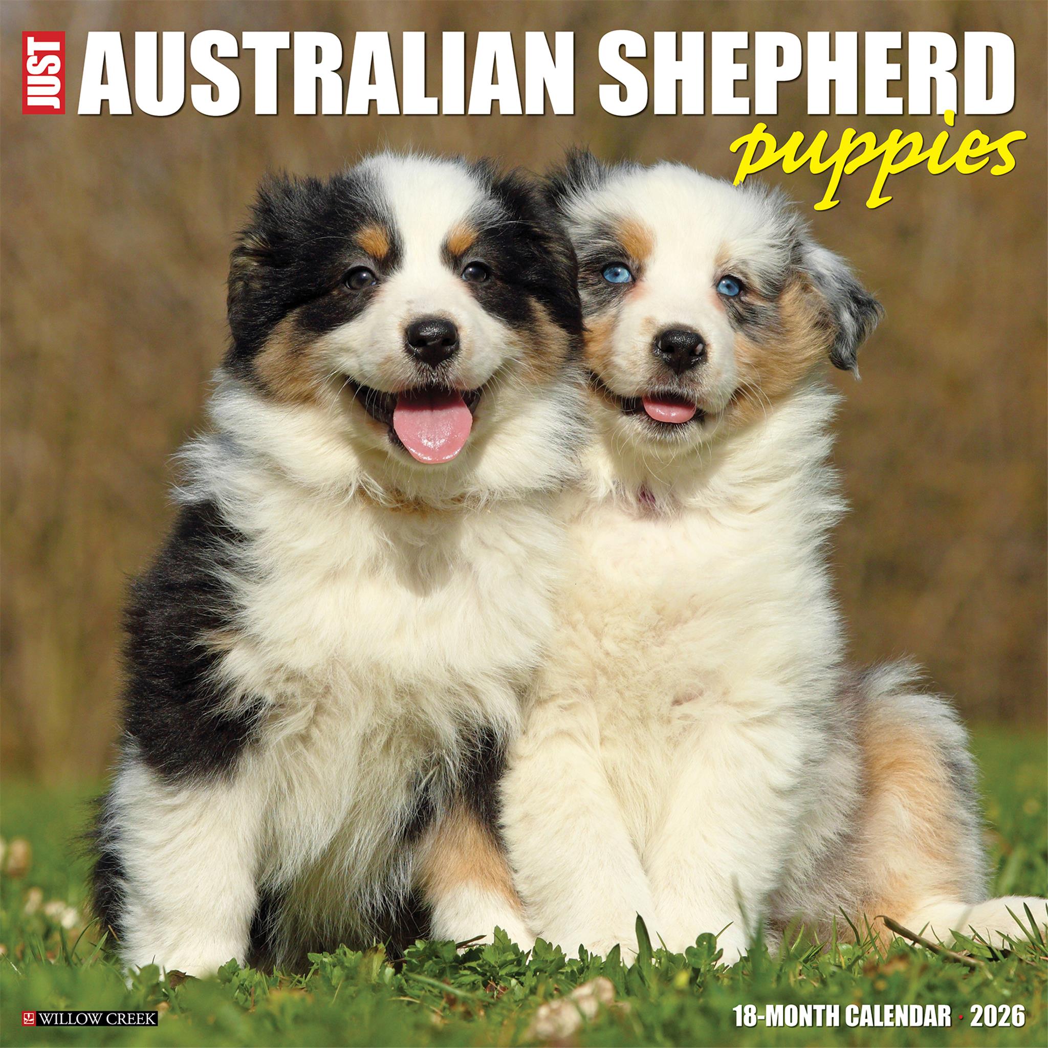 Just Australian Shepherd Puppies 2026 Wall Calendar
