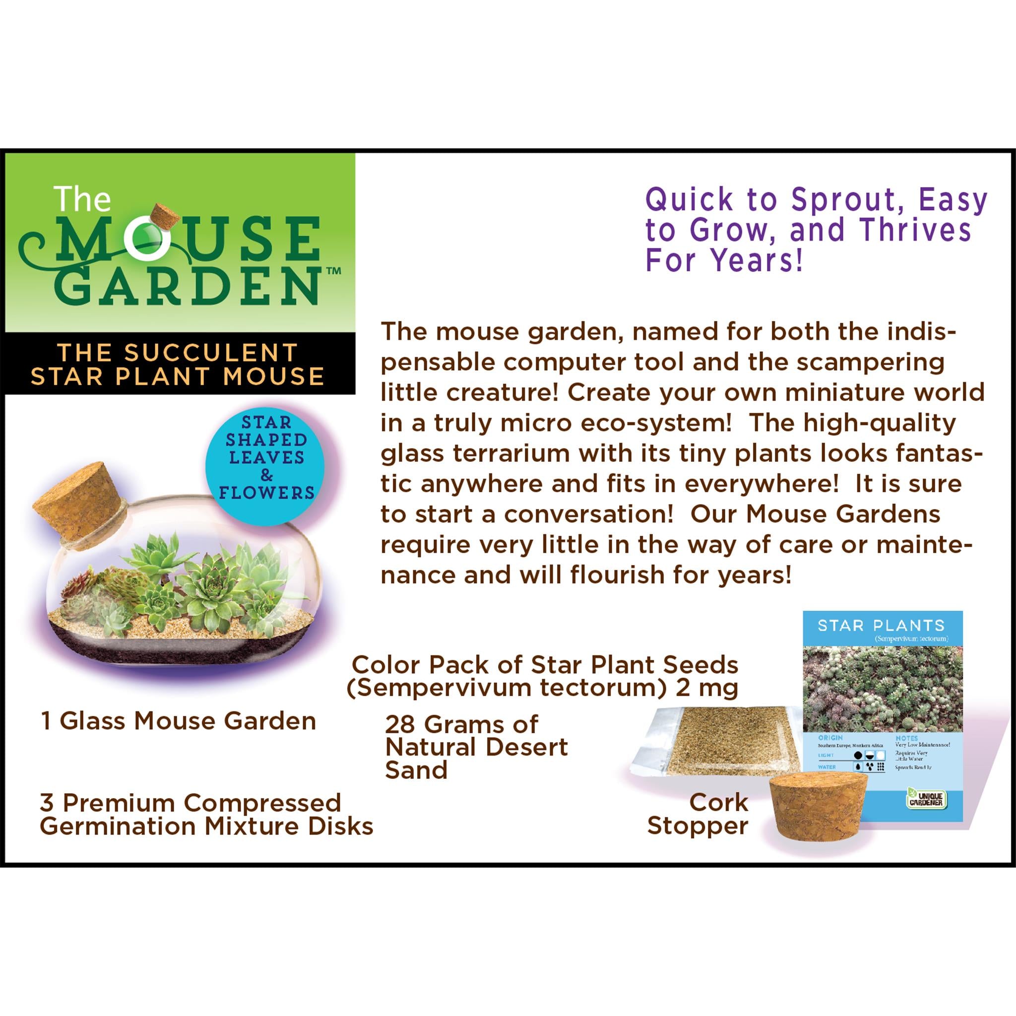 The Succulent Star Mouse Terrarium