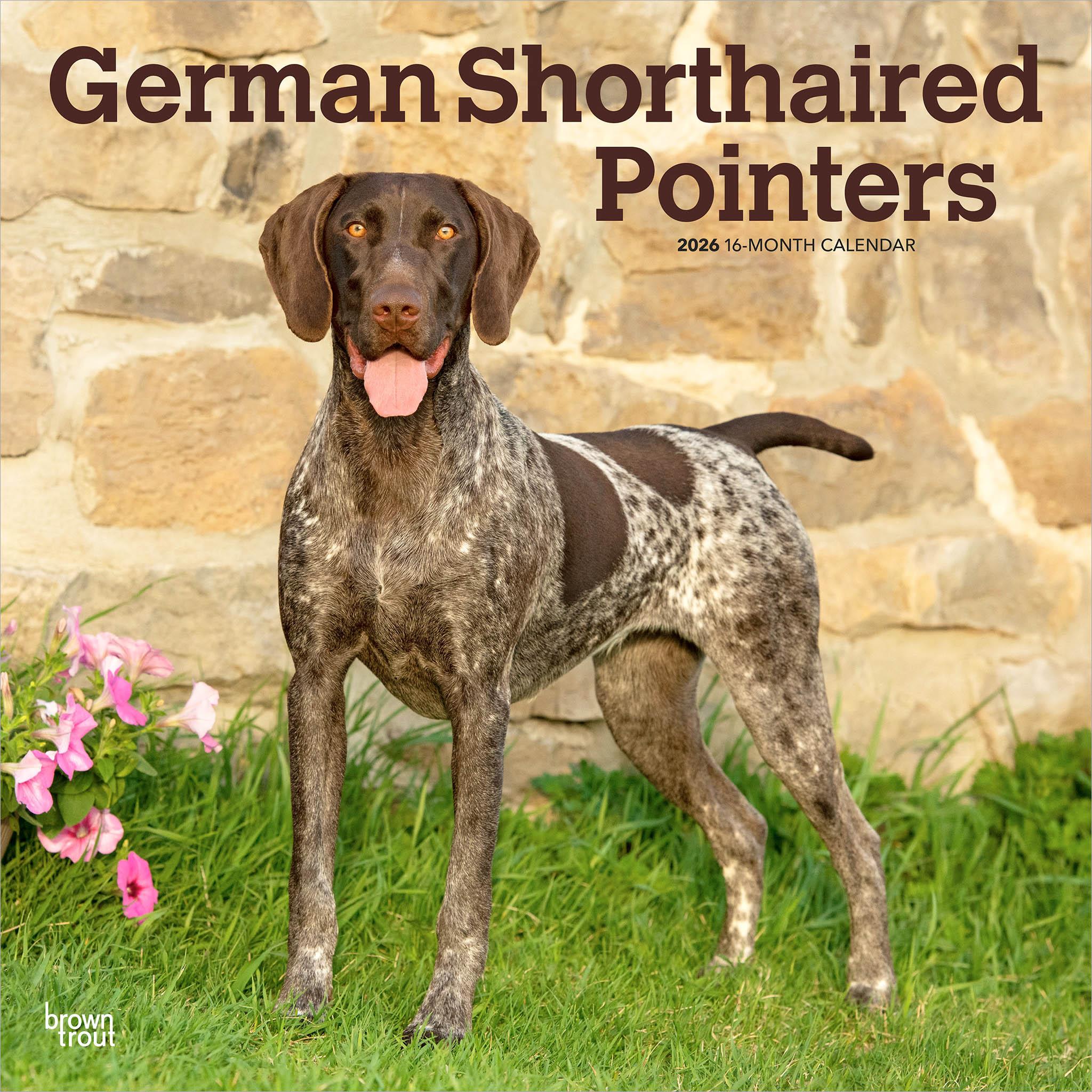 German Shorthaired Pointers 2026 Wall Calendar