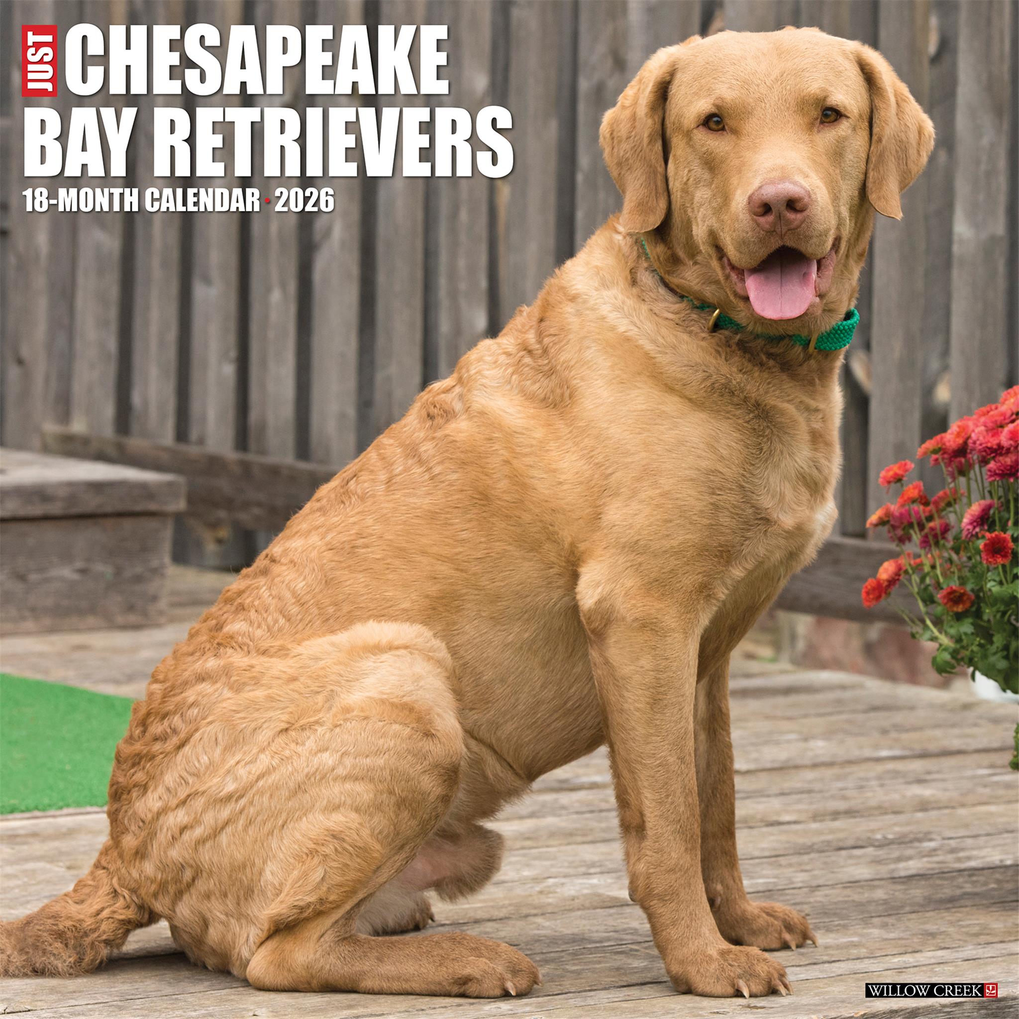 Just Chesapeake Bay Retrievers 2026 Wall Calendar