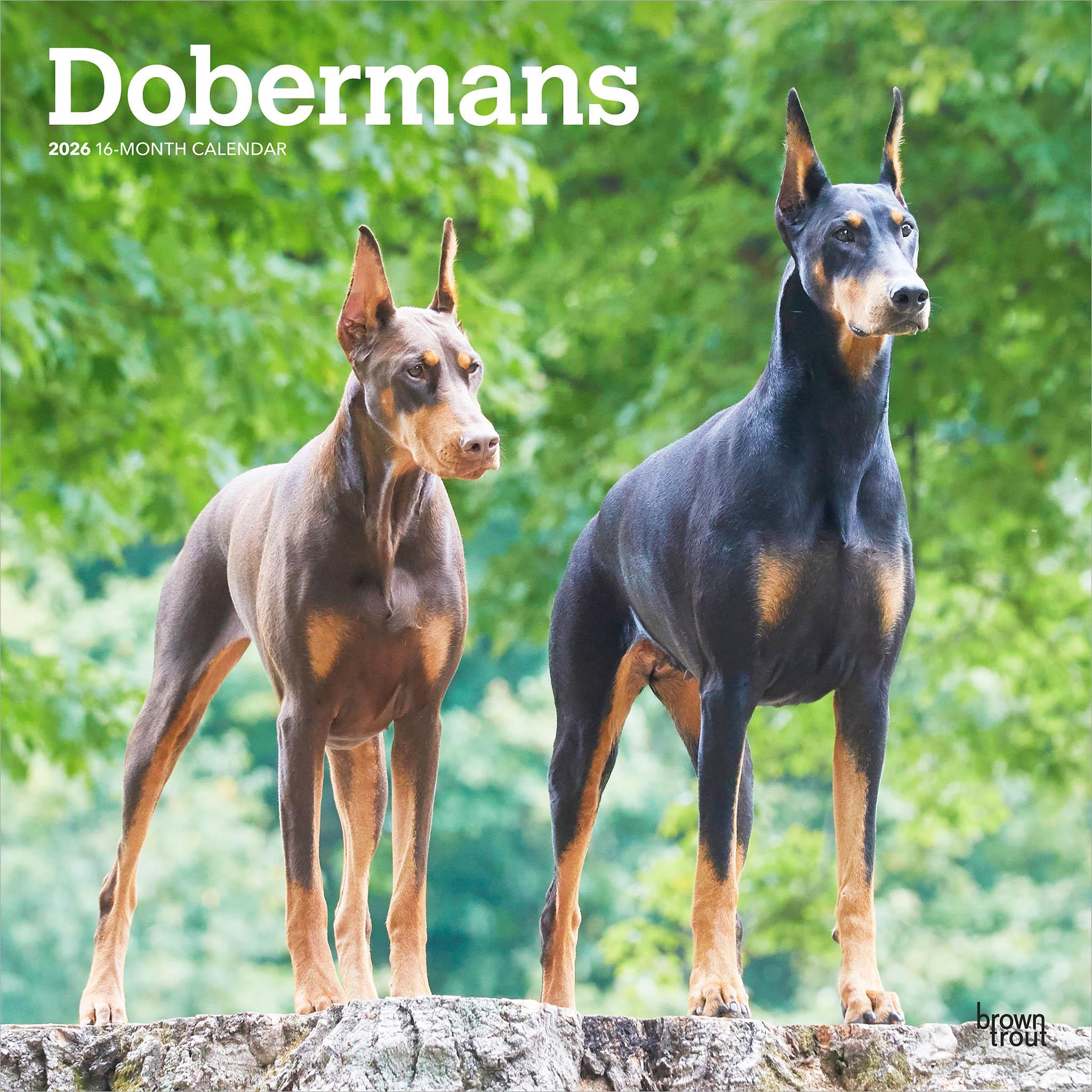 Dobermans 2026 Wall Calendar