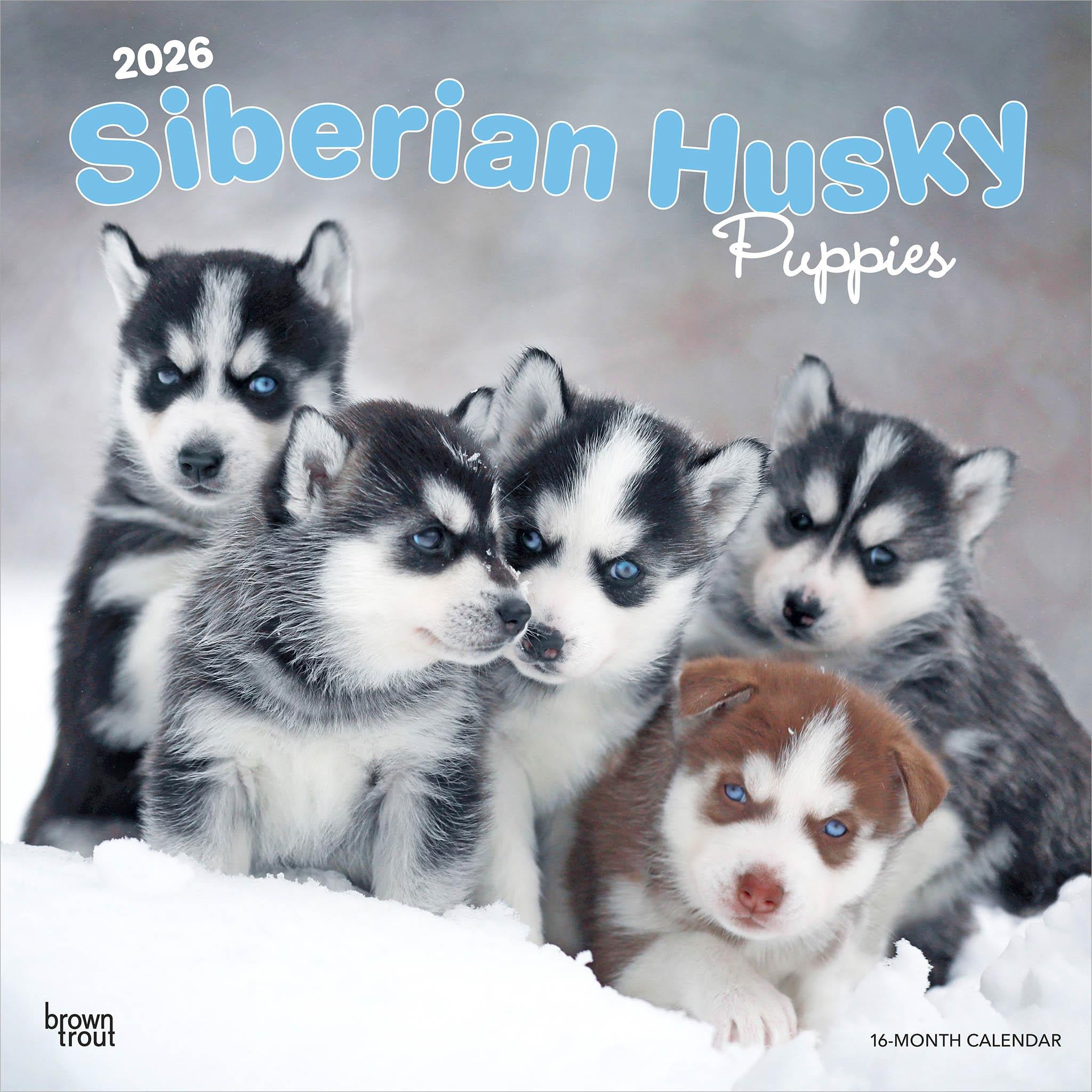 Siberian Husky Puppies 2026 Wall Calendar