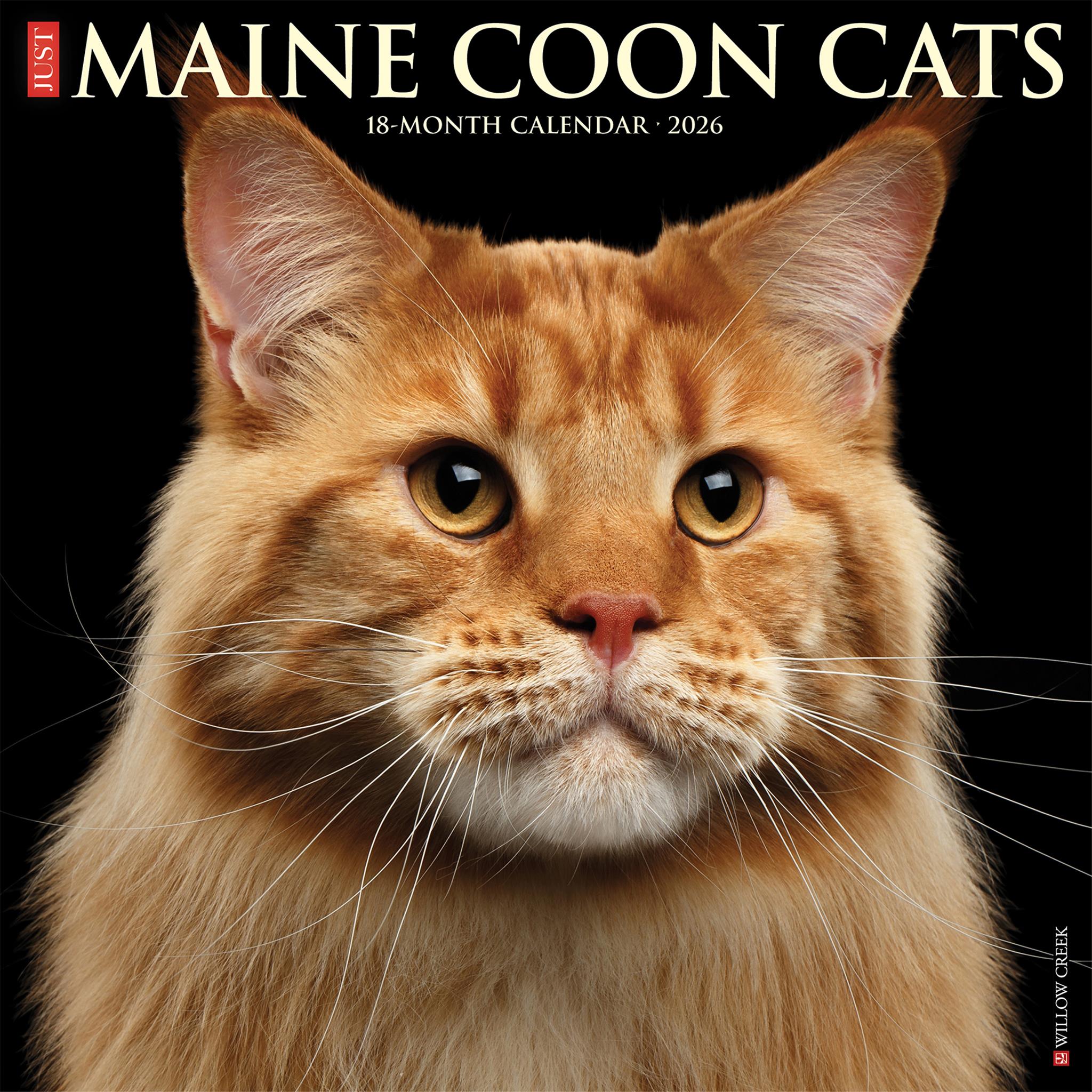 Maine Coon Cats 2026 Just Wall Calendar