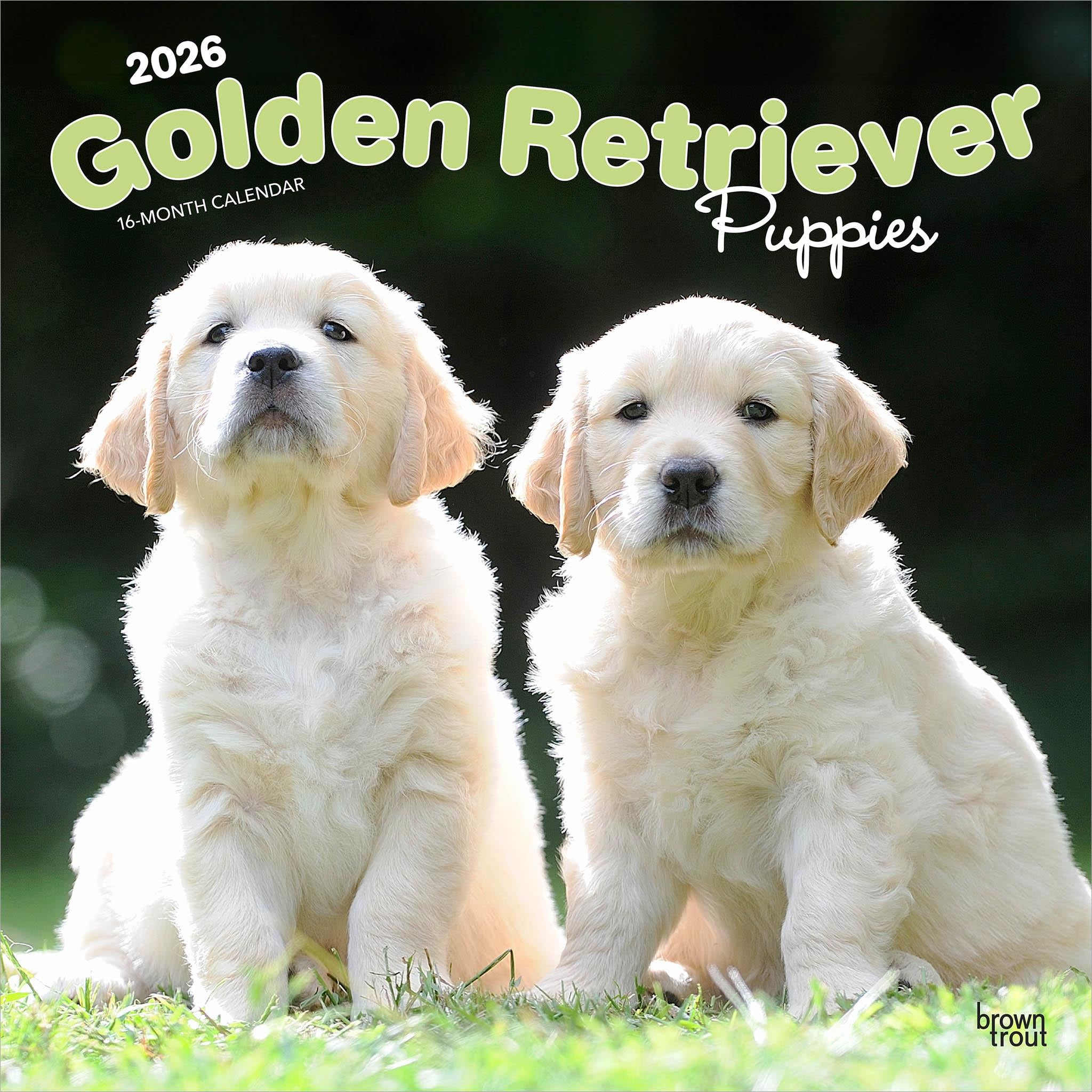 Golden Retriever Puppies 2026 Wall Calendar