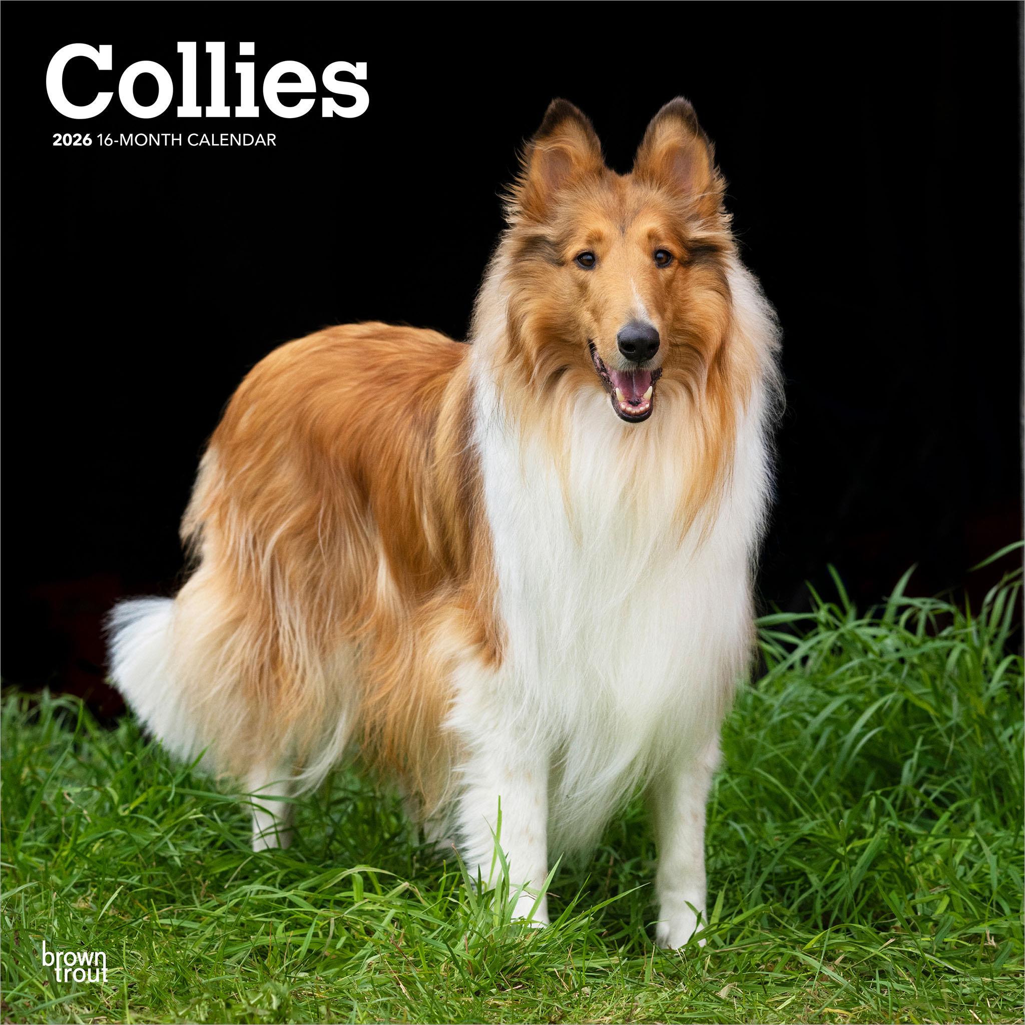 Collies 2026 Wall Calendar