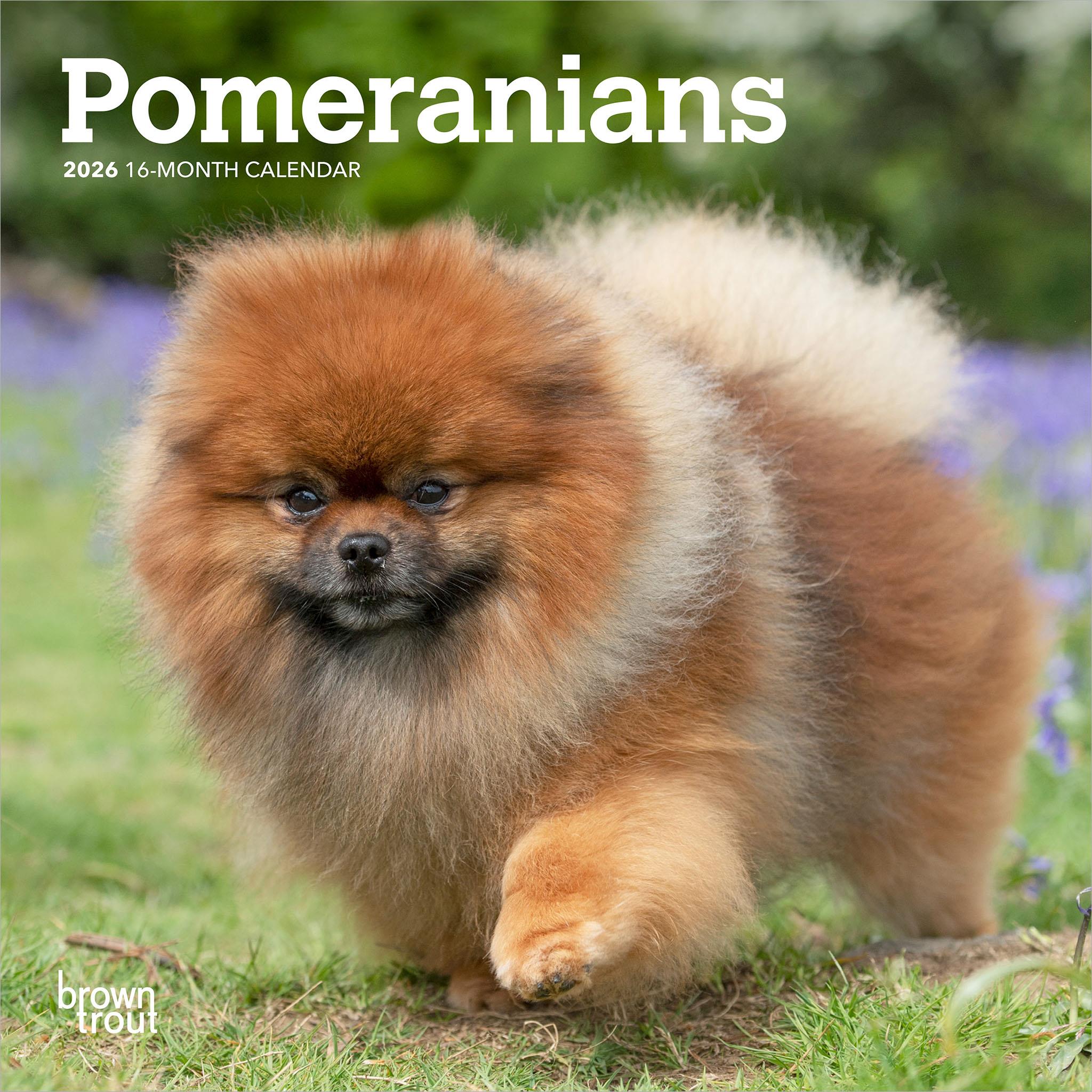 Pomeranians 2026 Mini Calendar