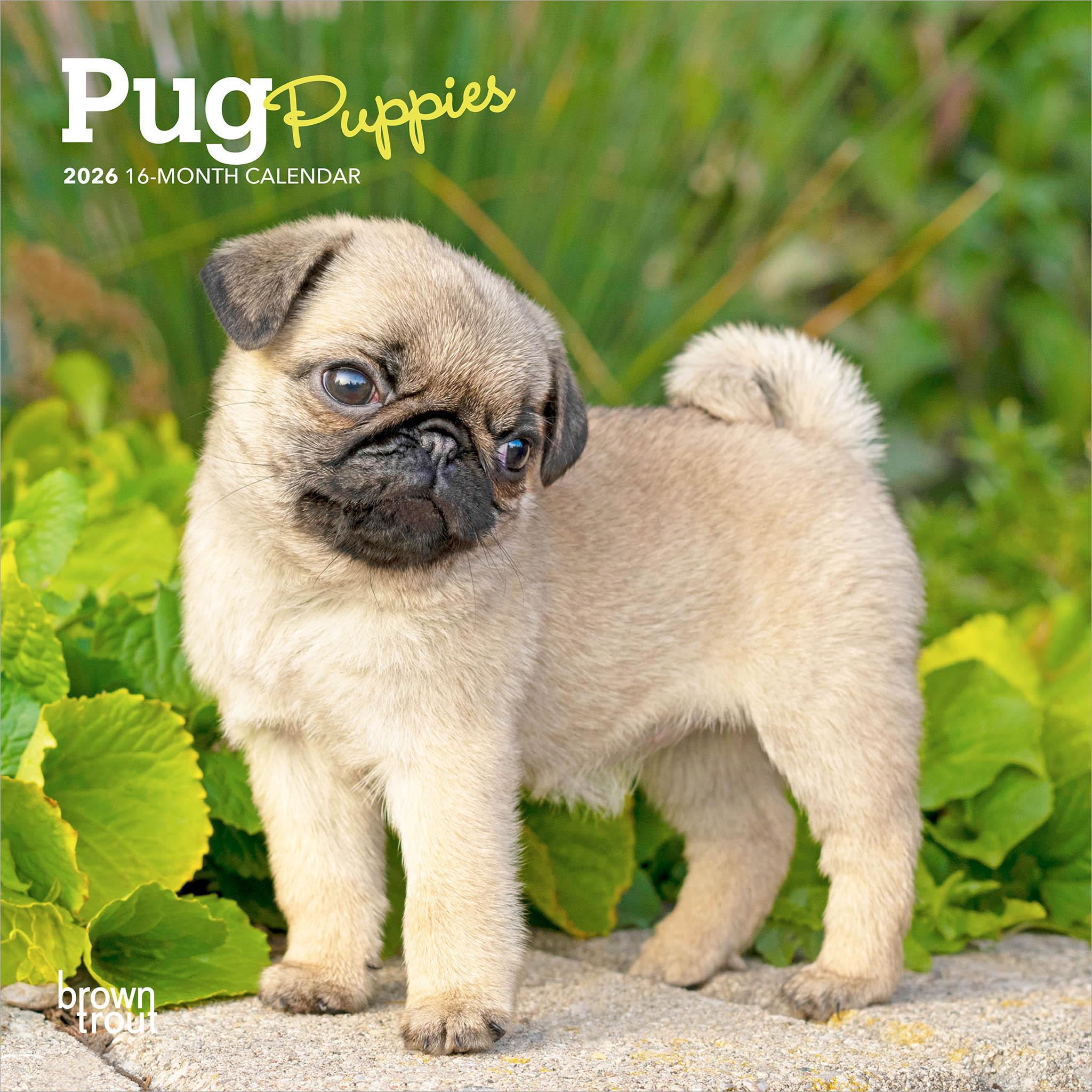Pug Puppies 2026 Mini Calendar
