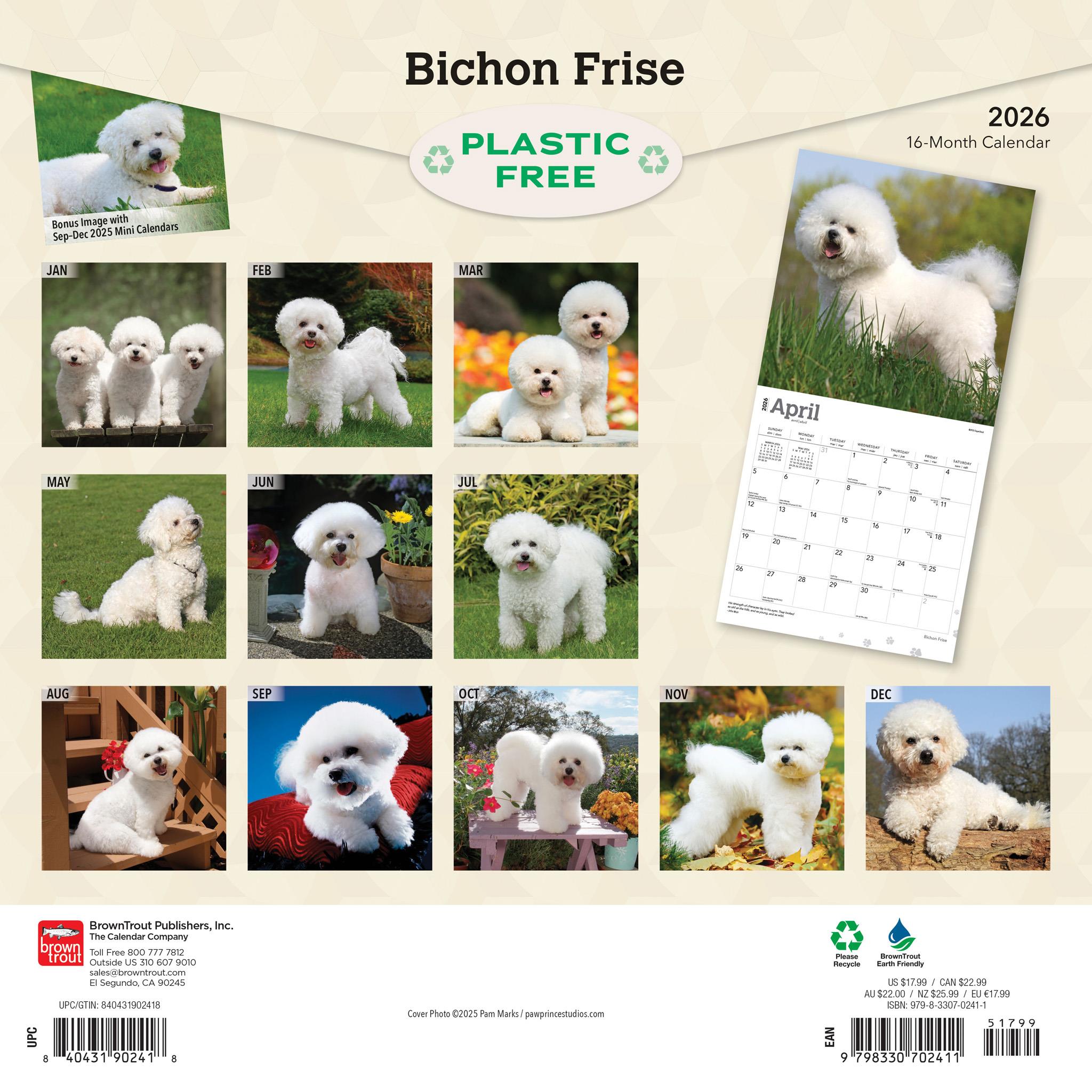 Bichon Frise 2026 Wall Calendar - Online Only
