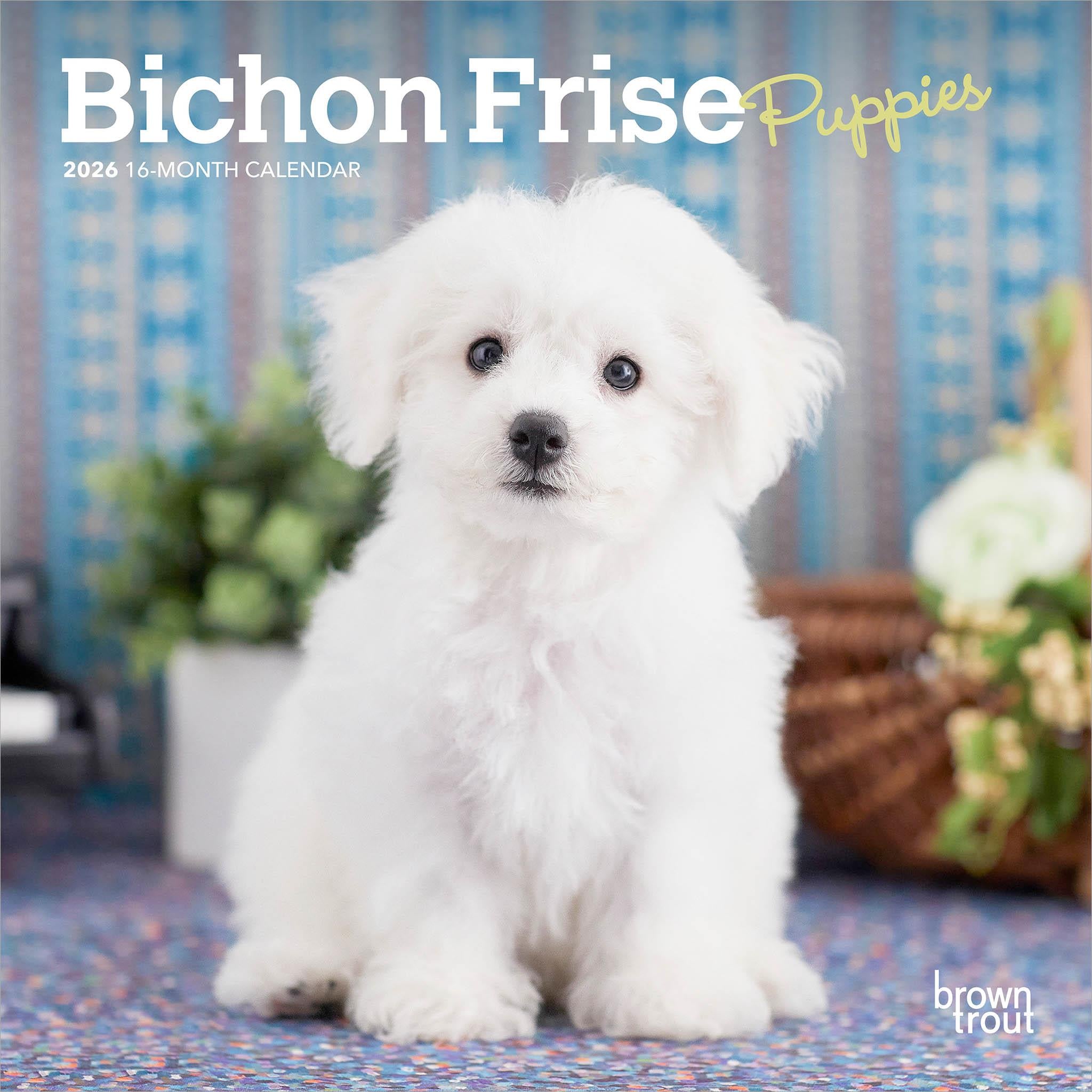 Bichon Frise Puppies 2026 Mini Calendar