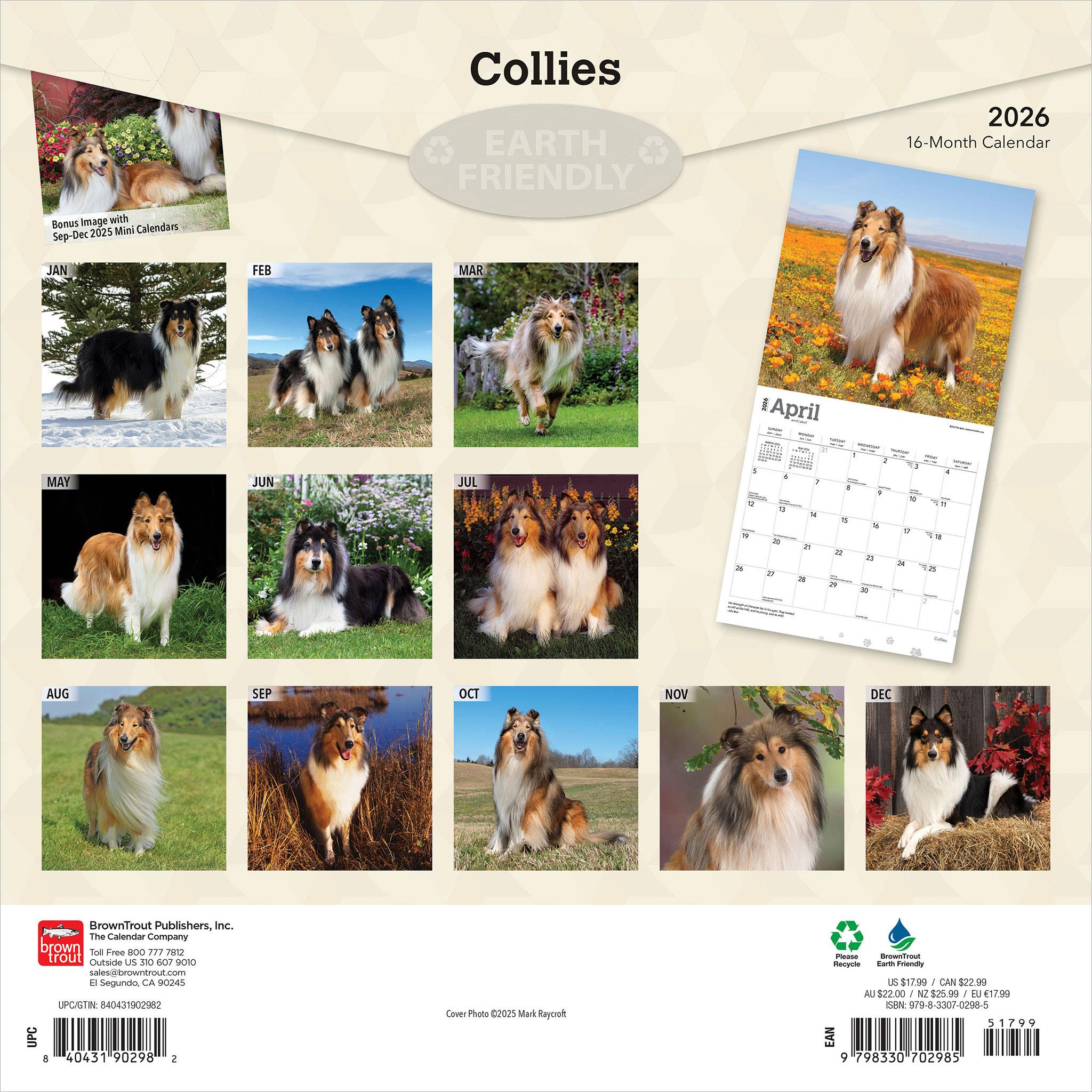 Collies 2026 Wall Calendar