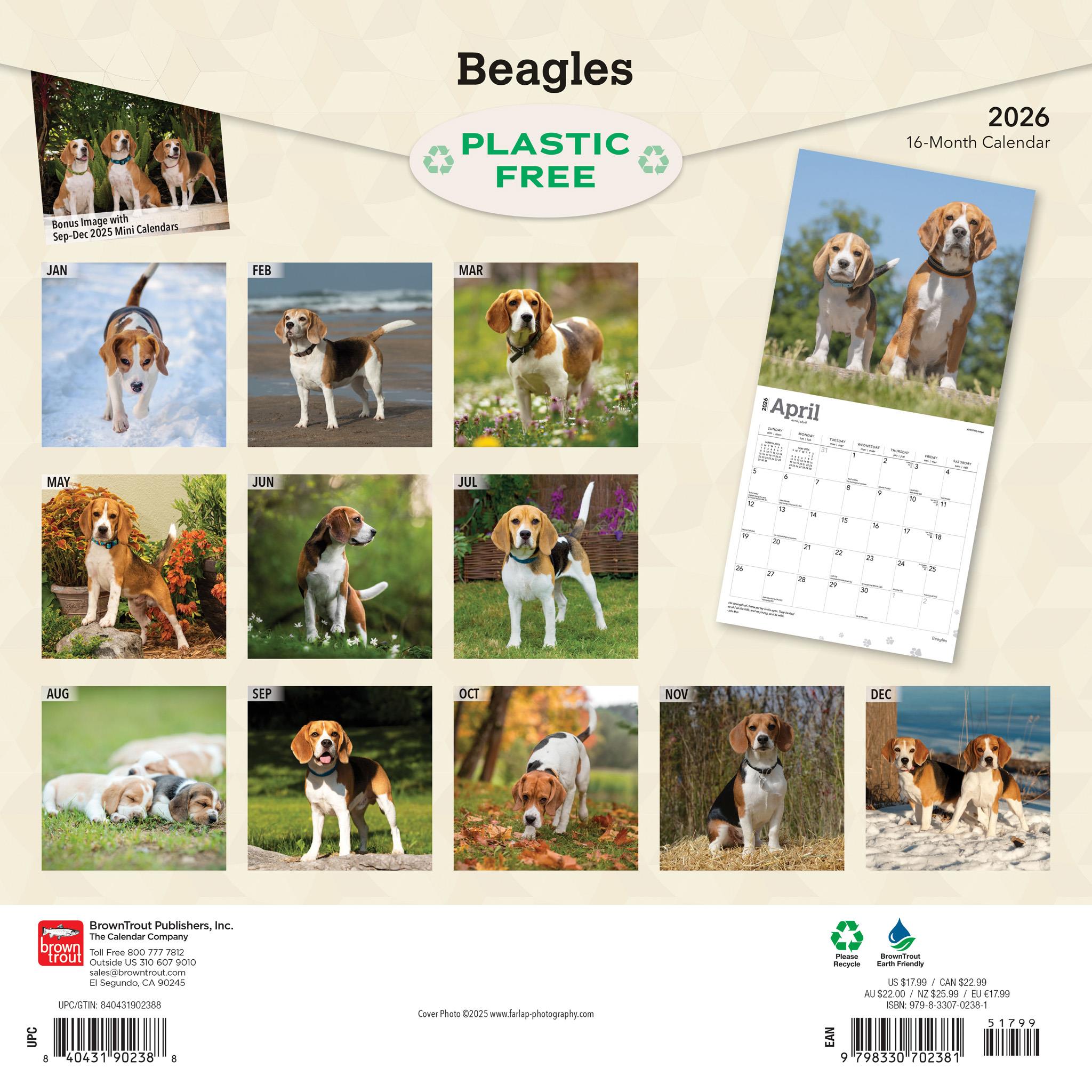 Beagles 2026 Wall Calendar