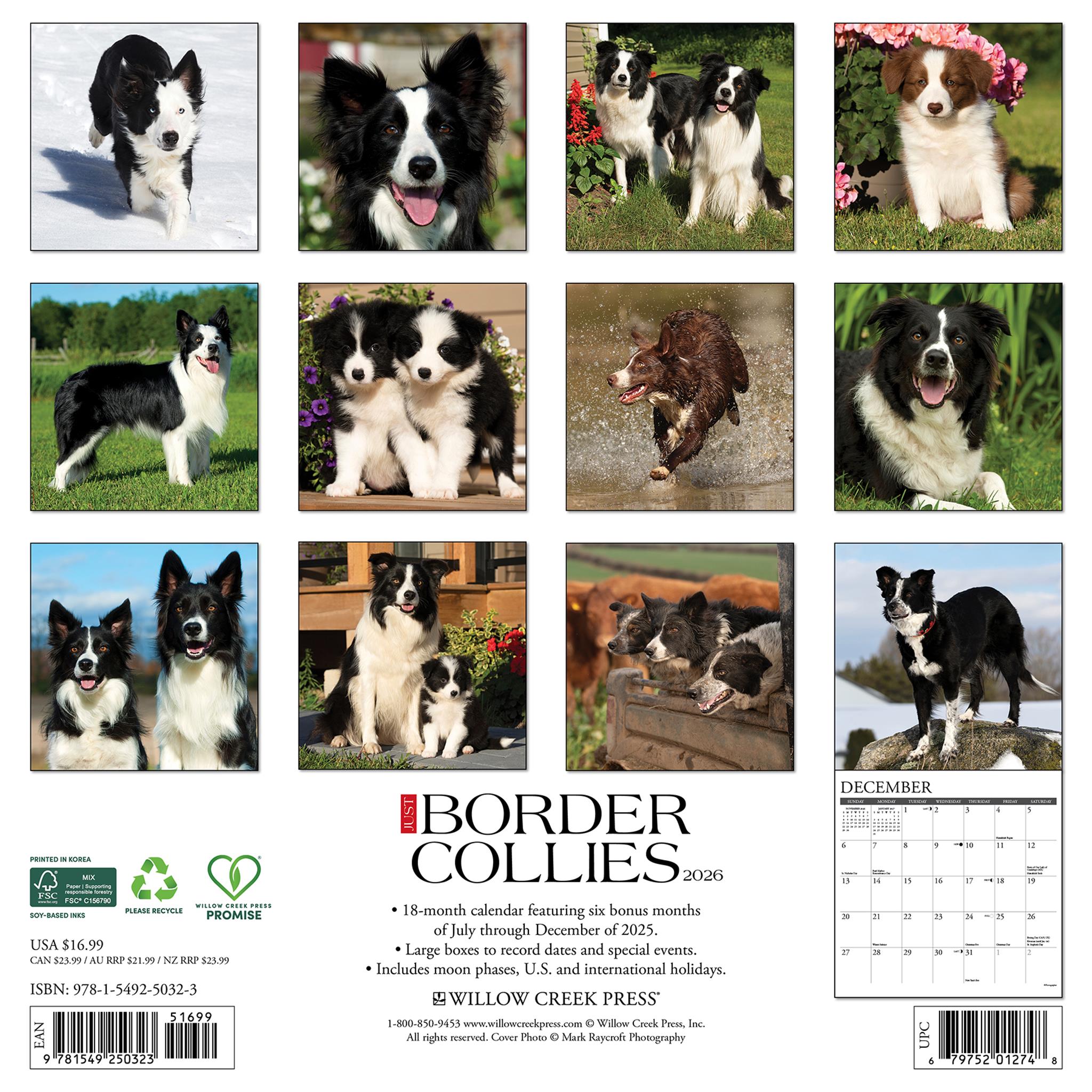 Just Border Collies 2026 Wall Calendar