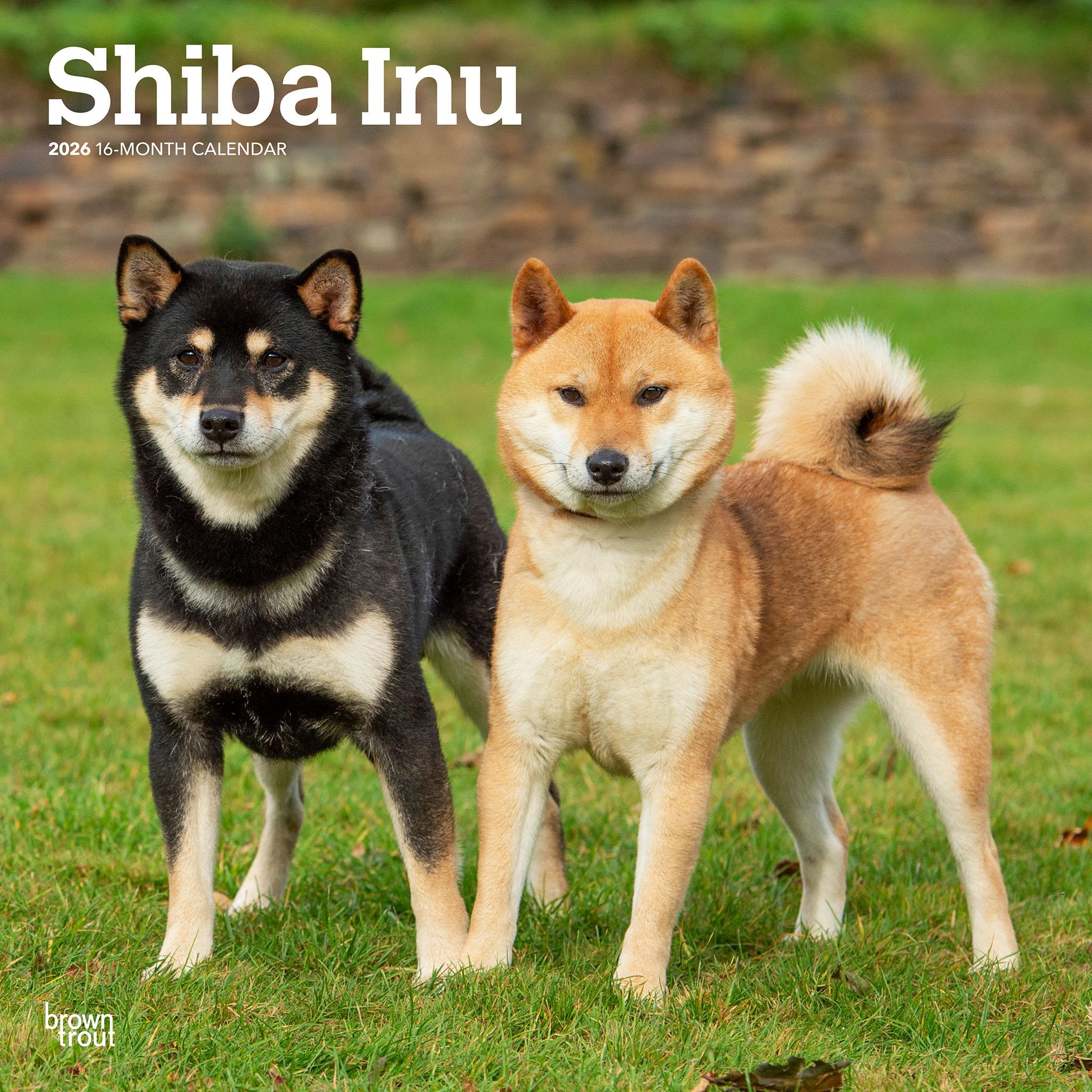 Shiba Inu 2026 Wall Calendar - Online Only