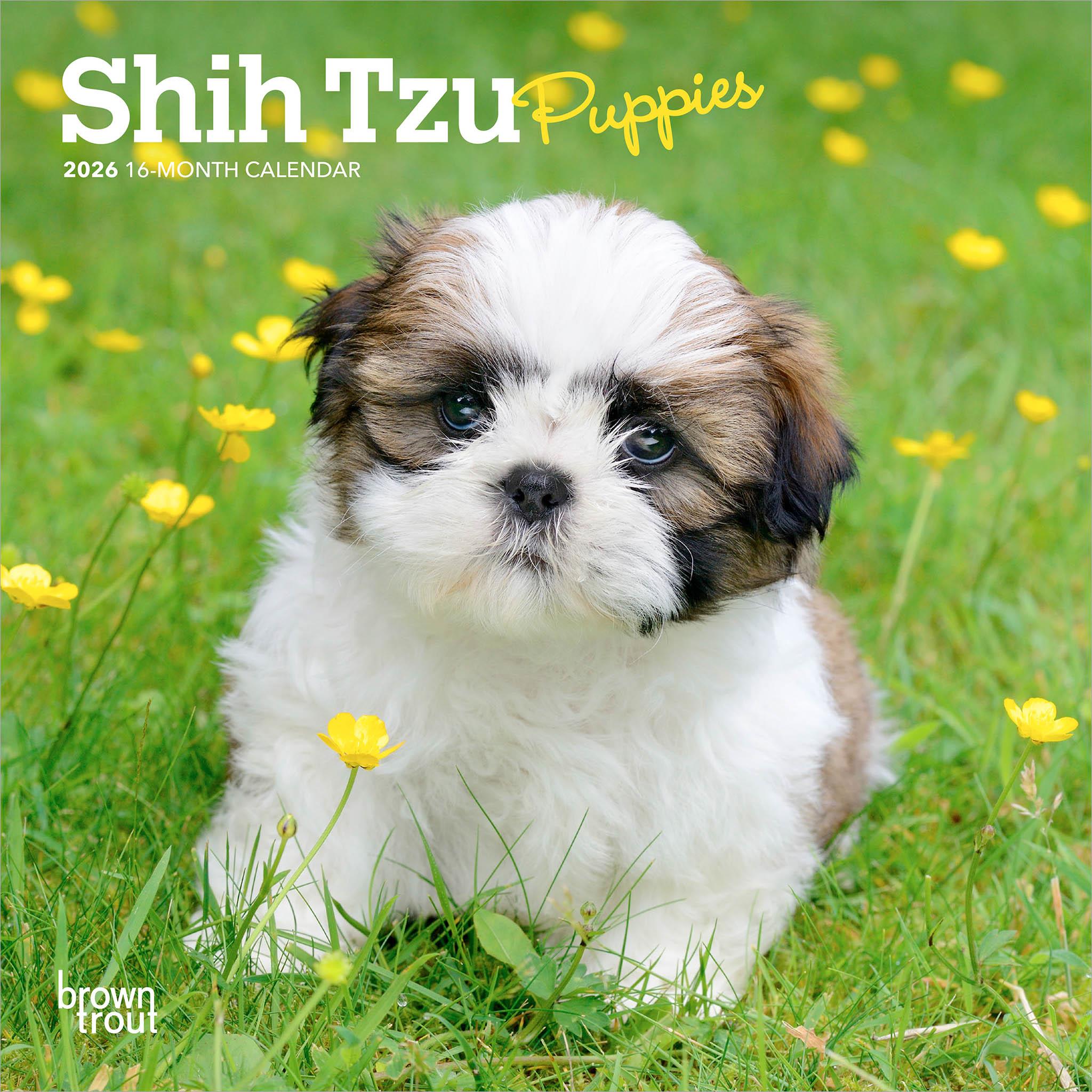 Shih Tzu Puppies 2026 Mini Calendar