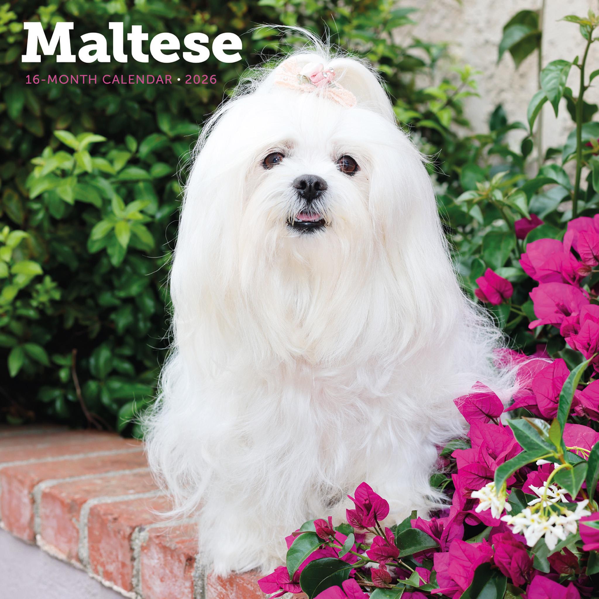 Maltese 2026 Wall Calendar