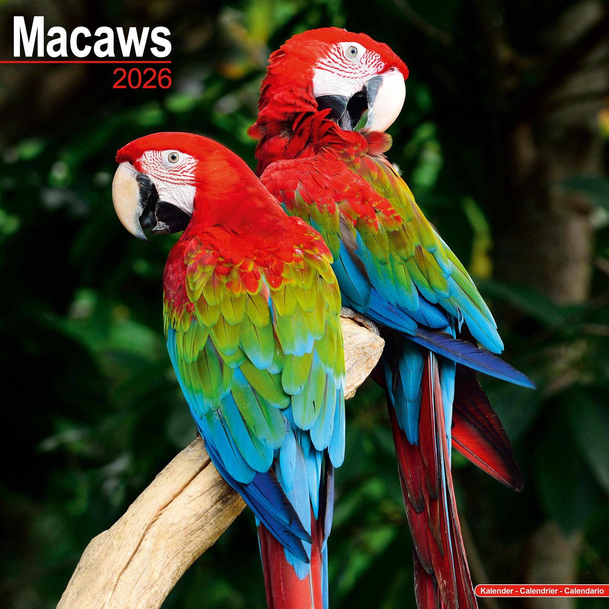 Macaws 2026 Wall Calendar