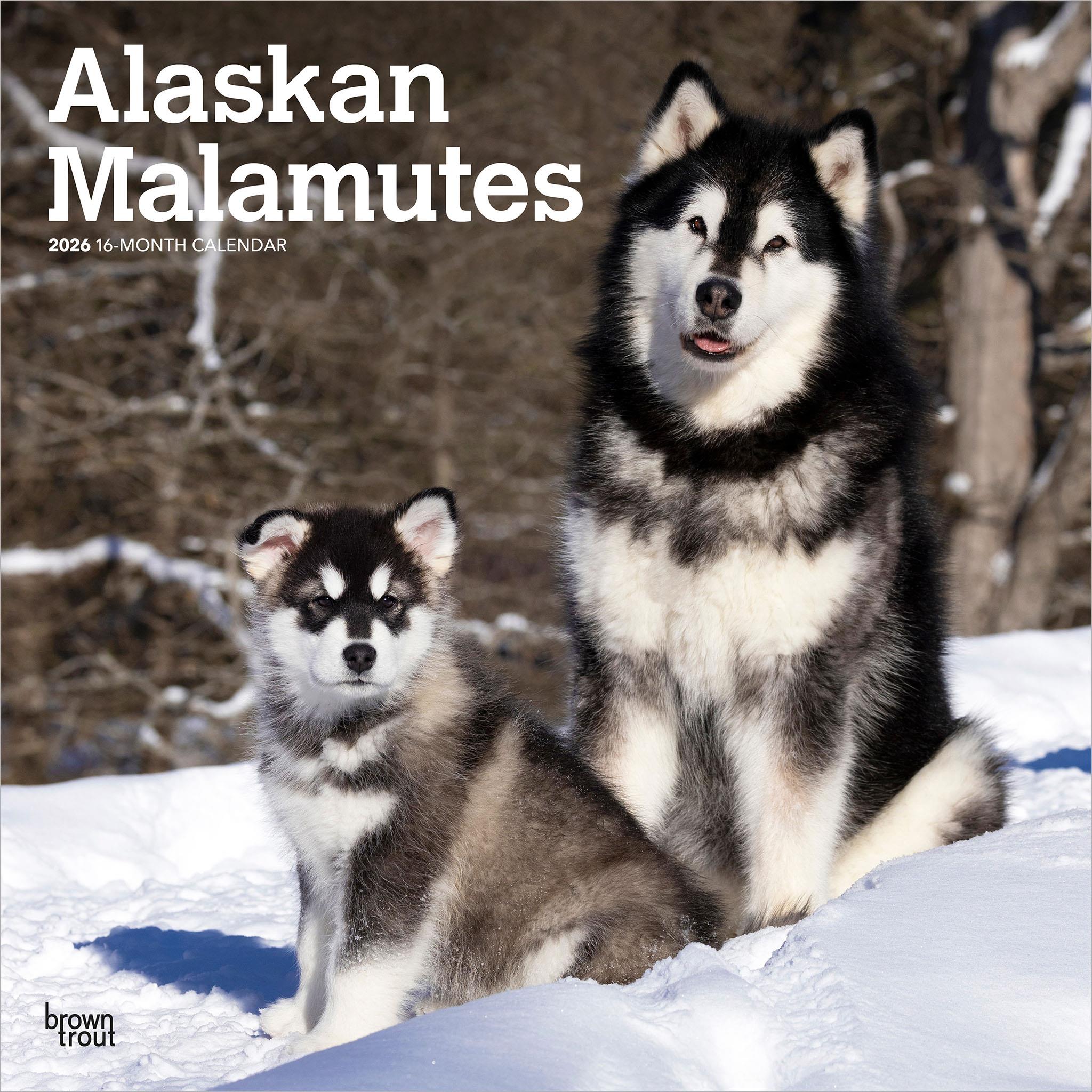 Alaskan Malamutes 2026 Wall Calendar