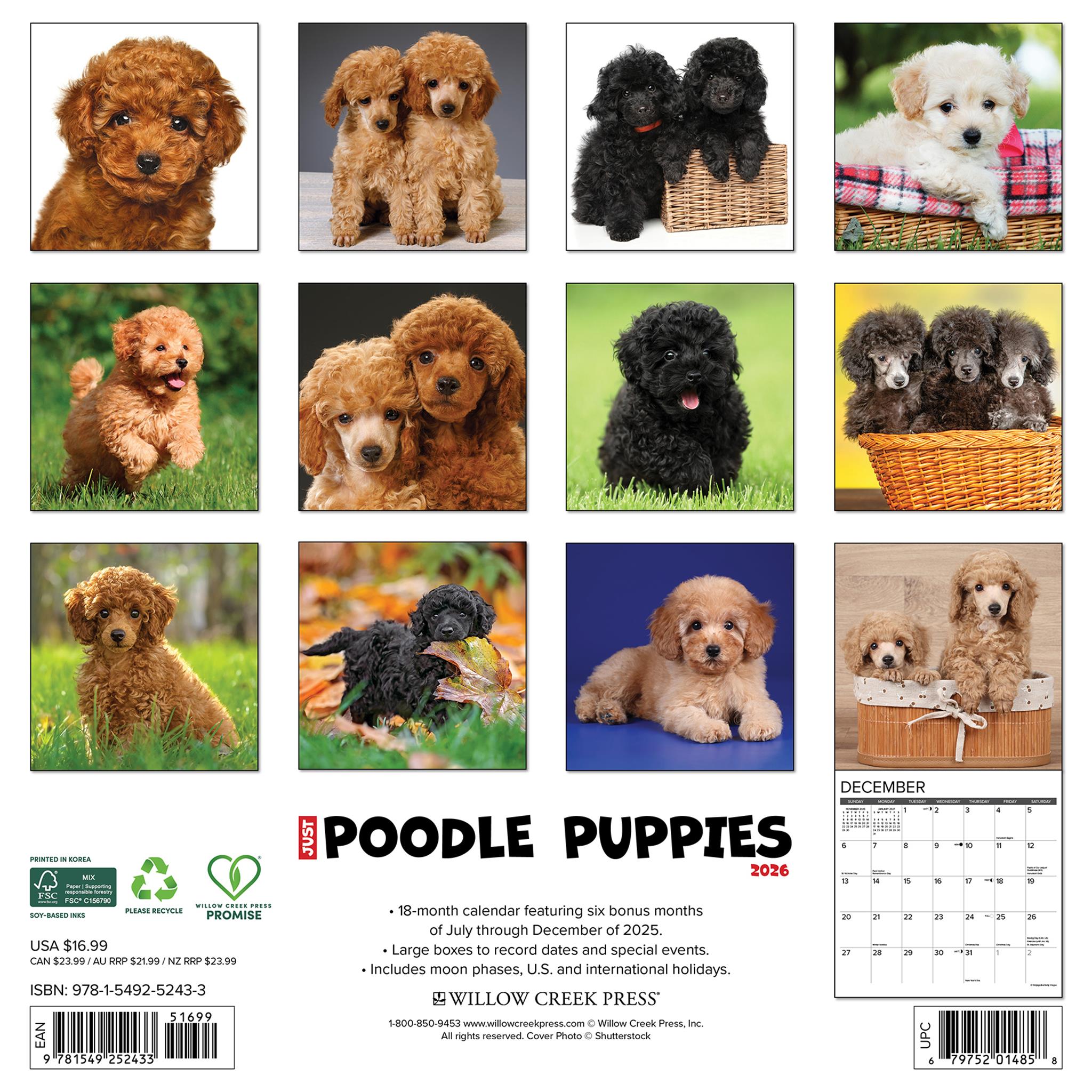 Poodle Puppies 2026 Just Wall Calendar - Online Only