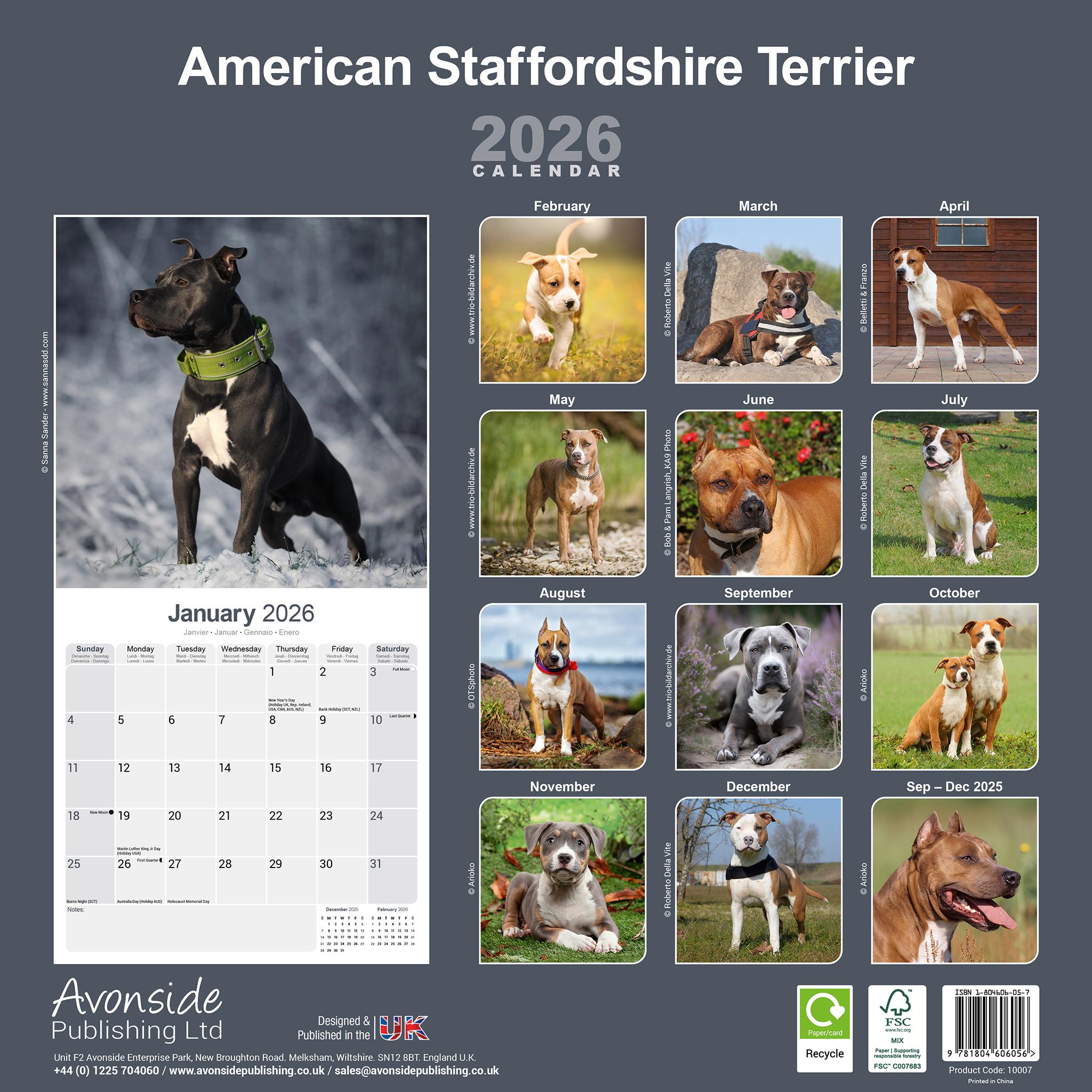 American Staffordshire Terrier 2026 Wall Calendar - Online Only
