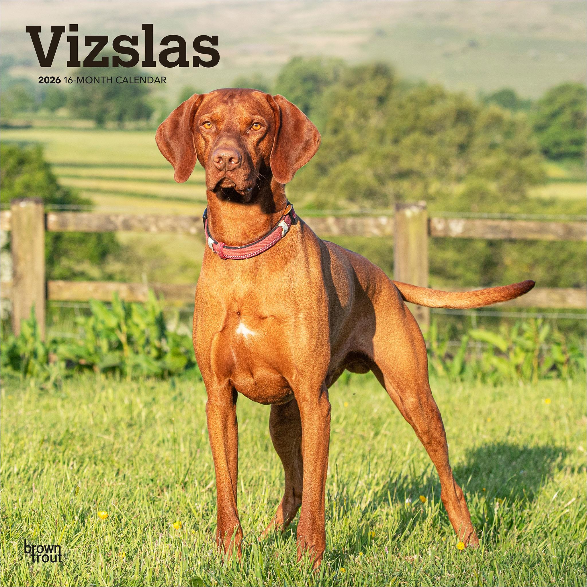 Vizslas 2026 Wall Calendar