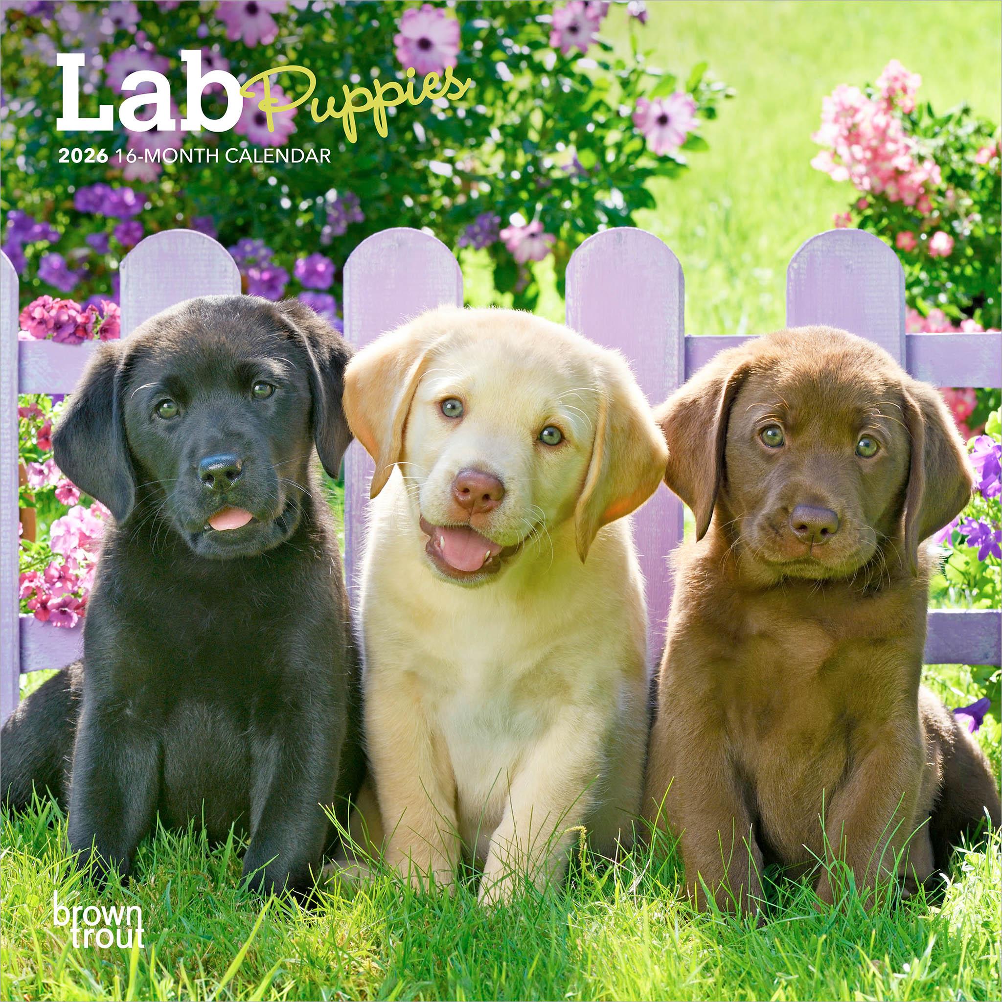 Lab Puppies 2026 Mini Calendar