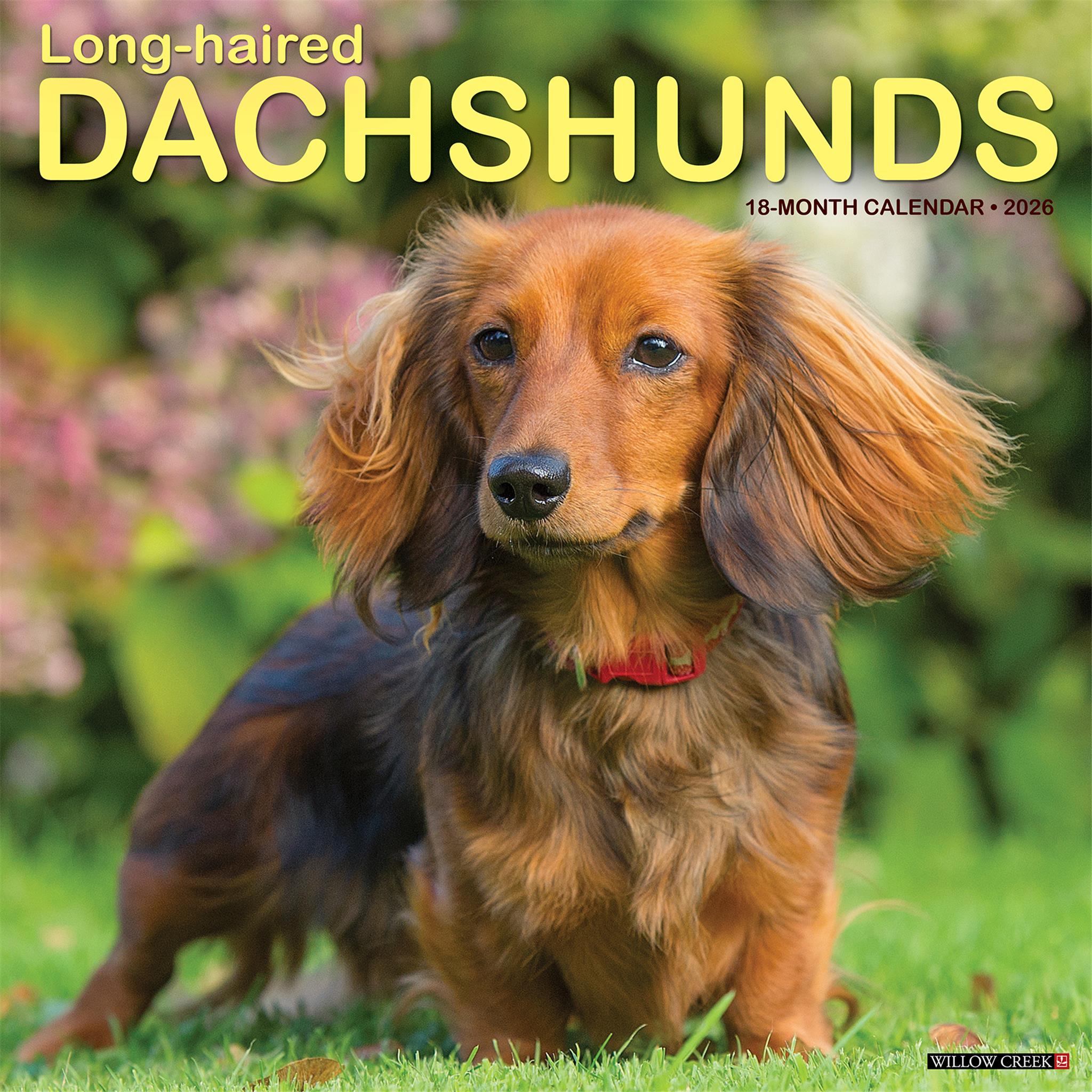 Dachshunds Longhaired 2026 Wall Calendar - Online Only