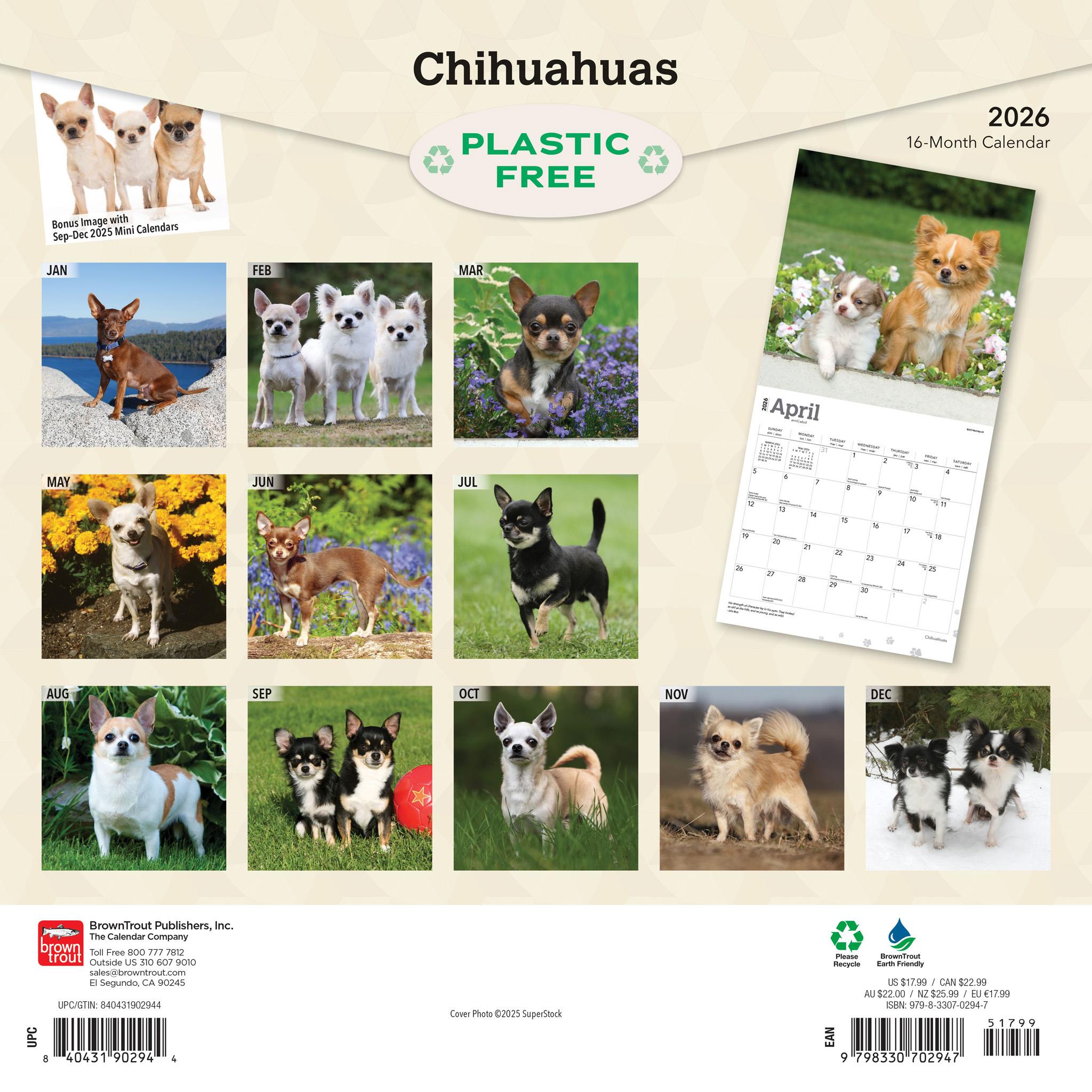 Chihuahuas 2026 Wall Calendar - Calendar Club Canada