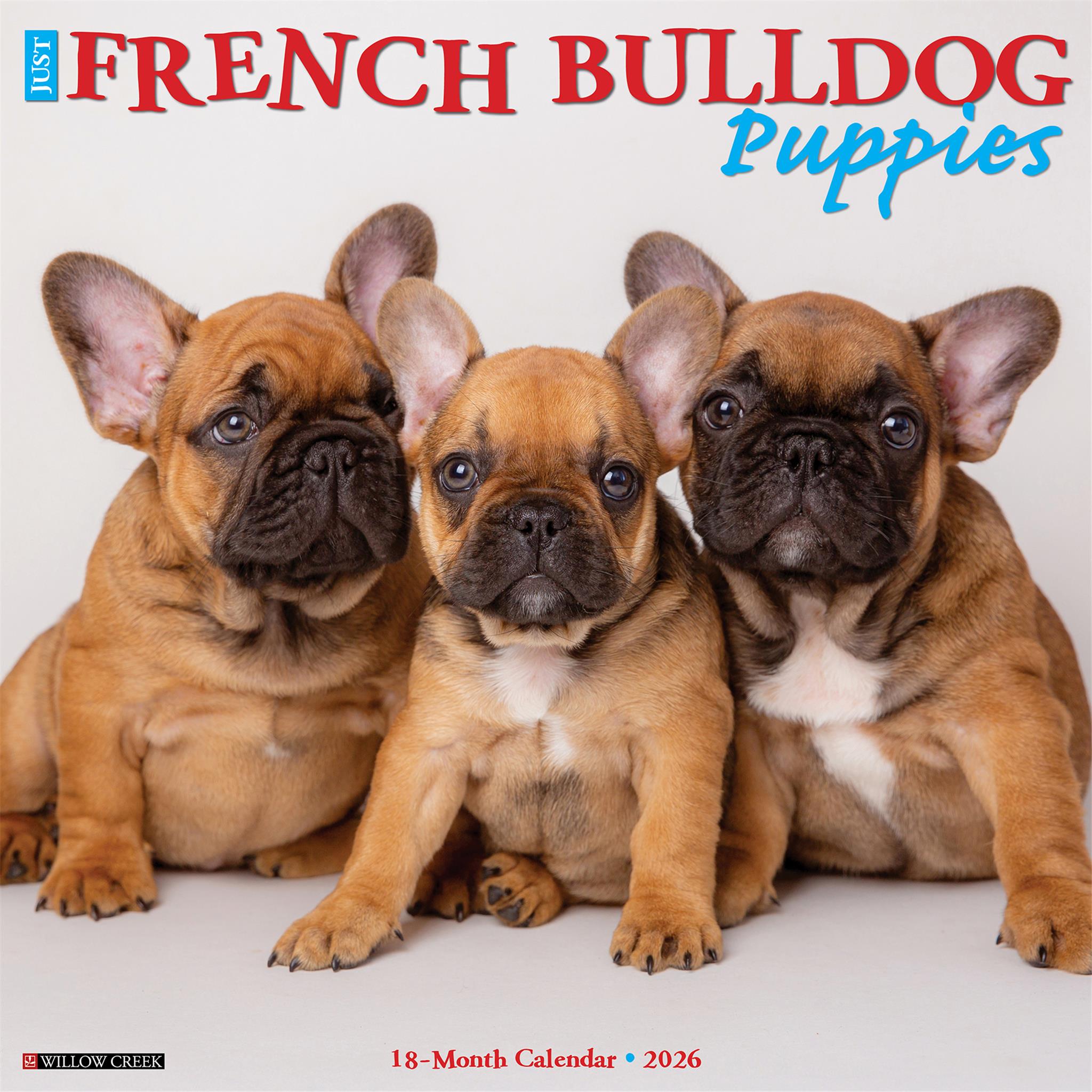 Just French Bulldog Puppies 2026 Wall Calendar