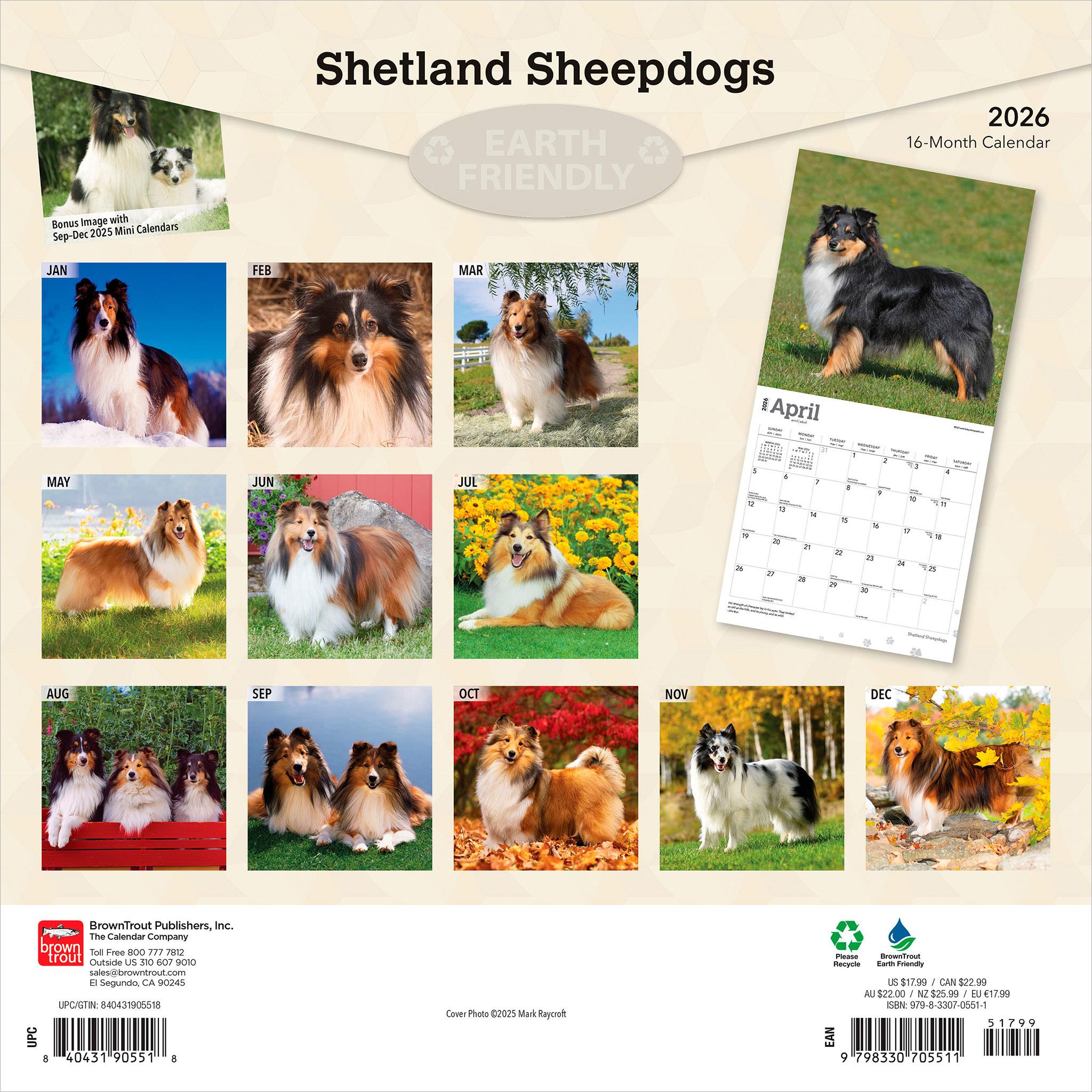Shetland Sheepdogs 2026 Wall Calendar - Online Only