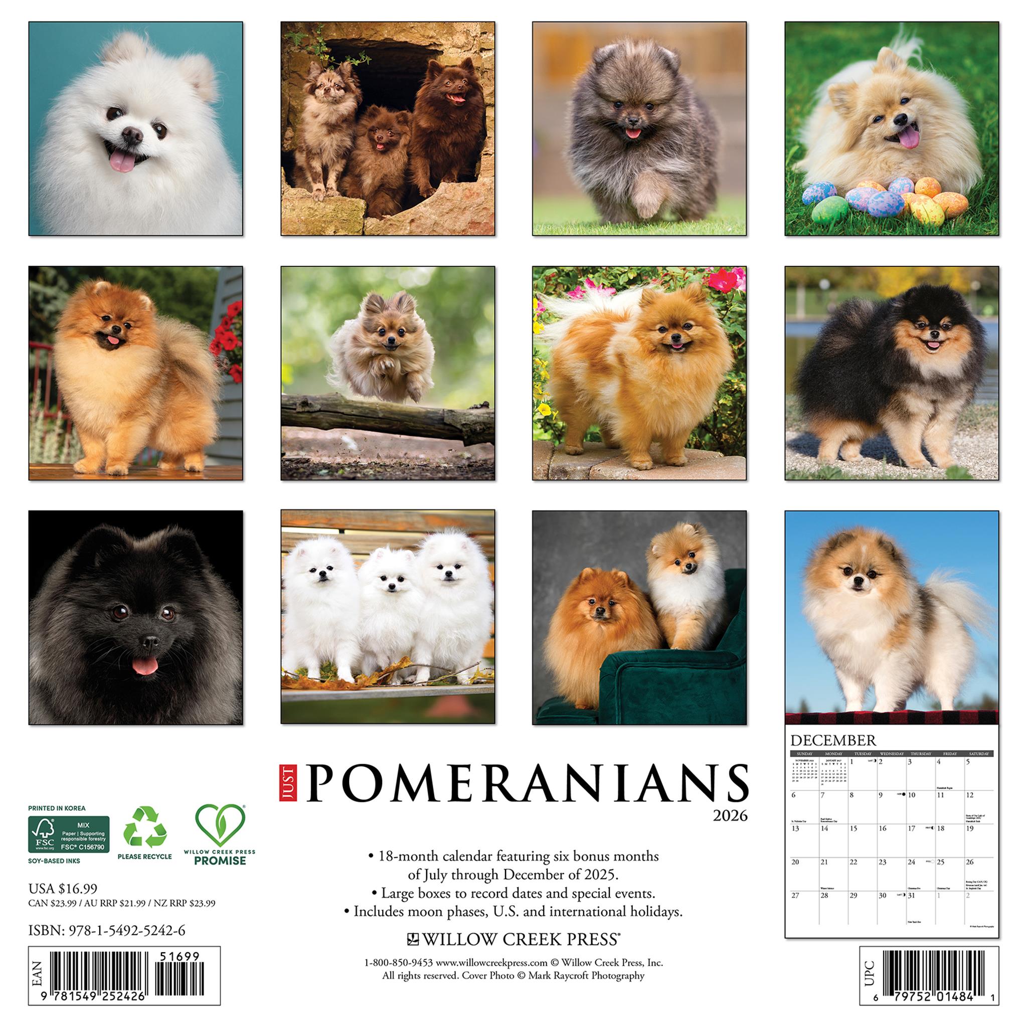 Pomeranians 2026 Just Wall Calendar