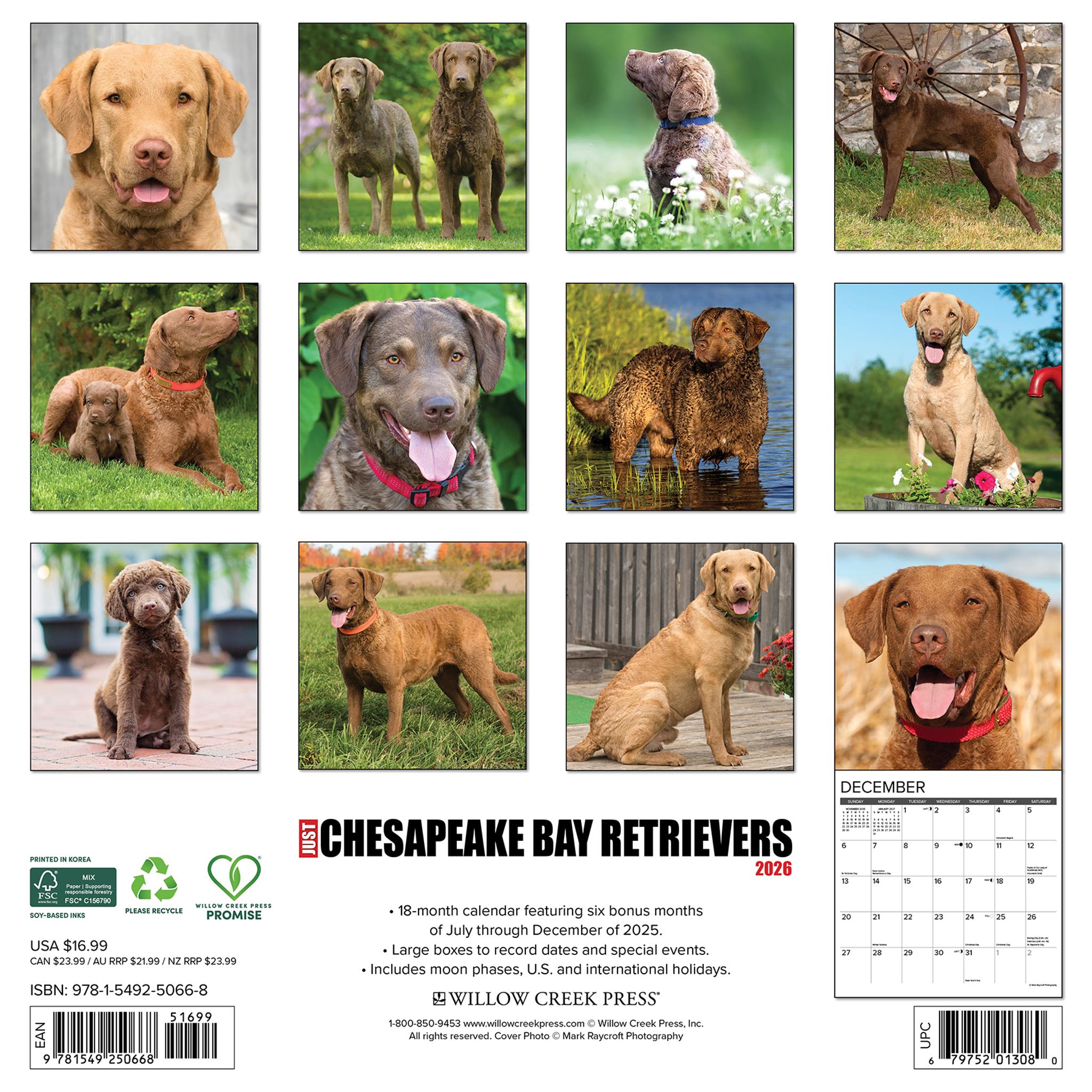 Just Chesapeake Bay Retrievers 2026 Wall Calendar