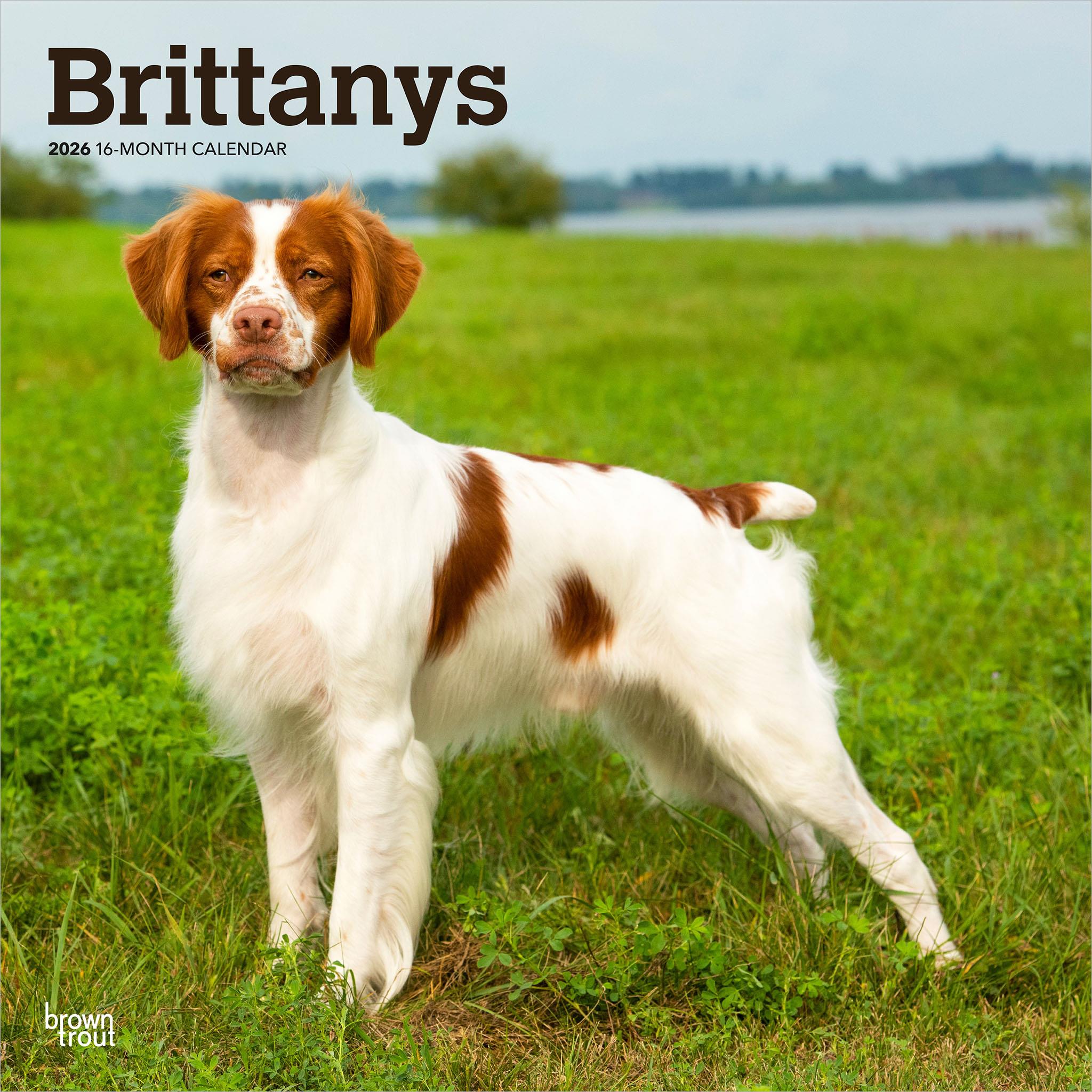 Brittanys 2026 Wall Calendar - Online Only