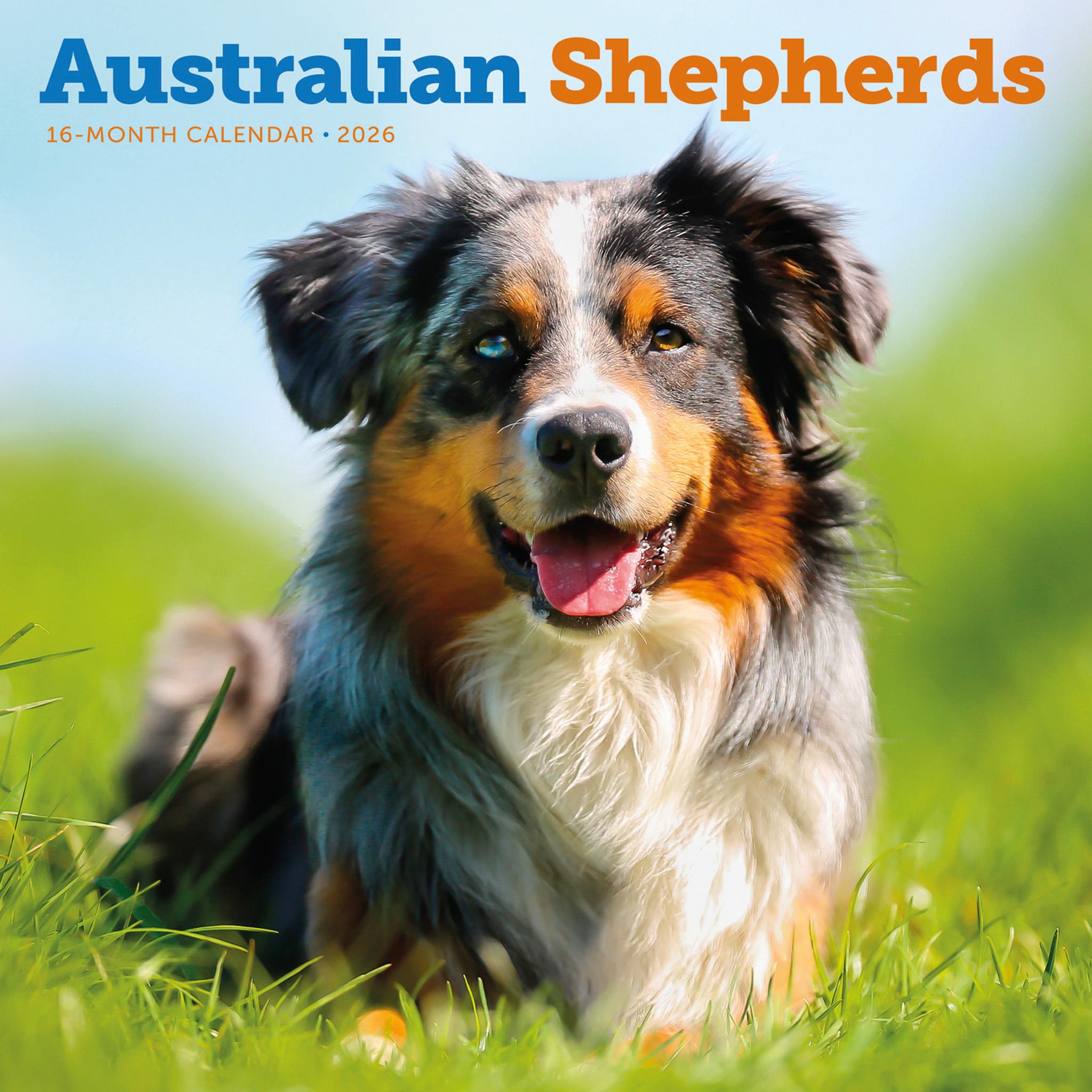 Australian Shepherds 2026 Wall Calendar