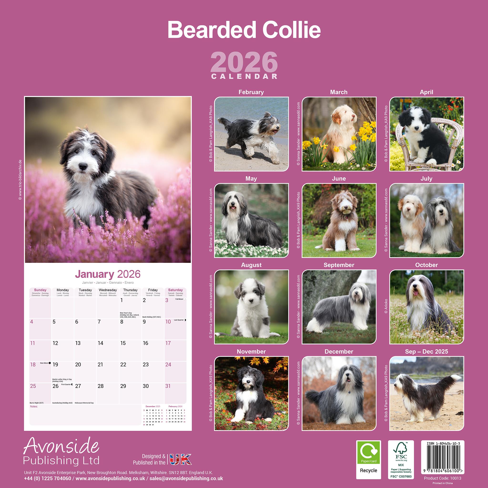 Bearded Collie Wall  2026 Calendar