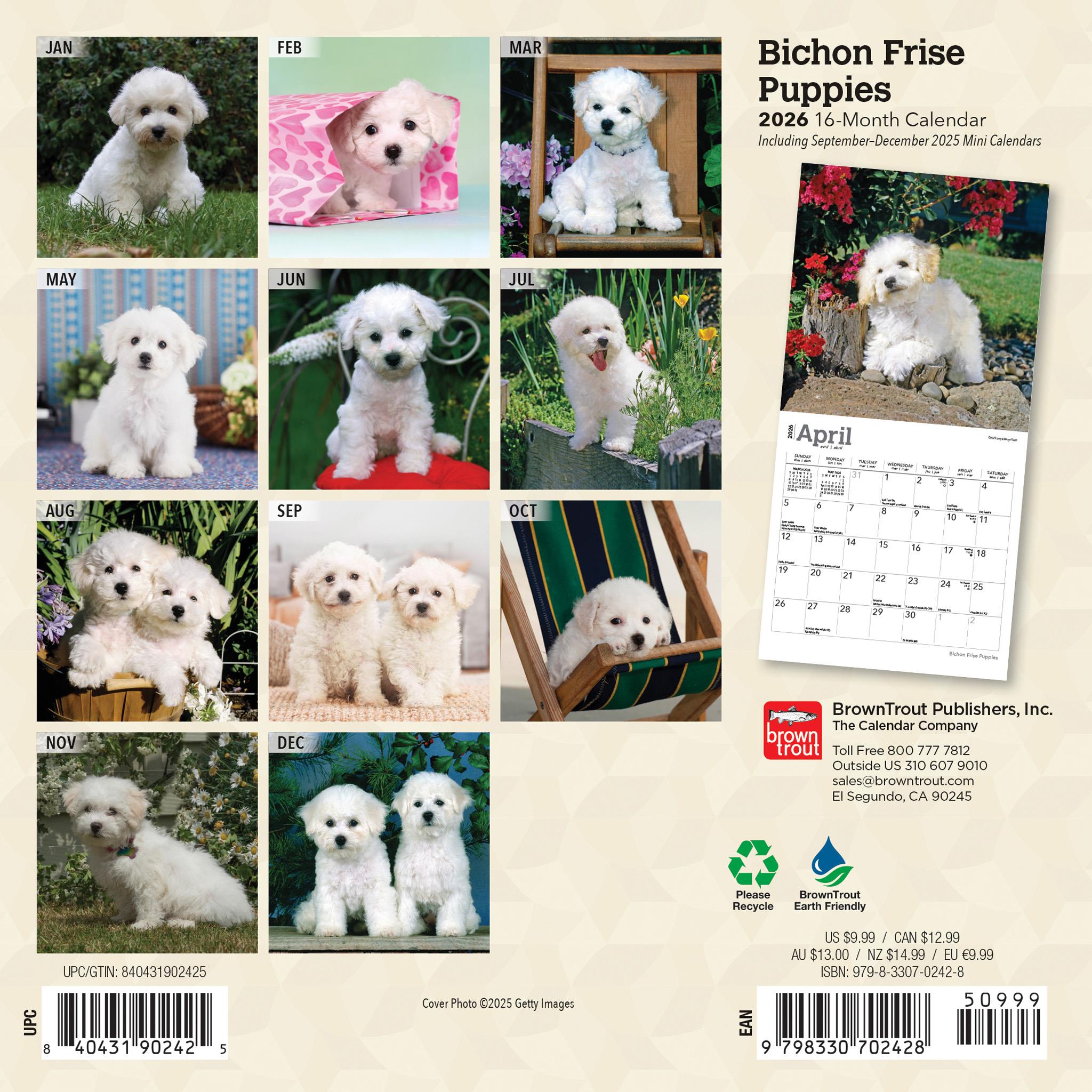 Bichon Frise Puppies 2026 Mini Calendar