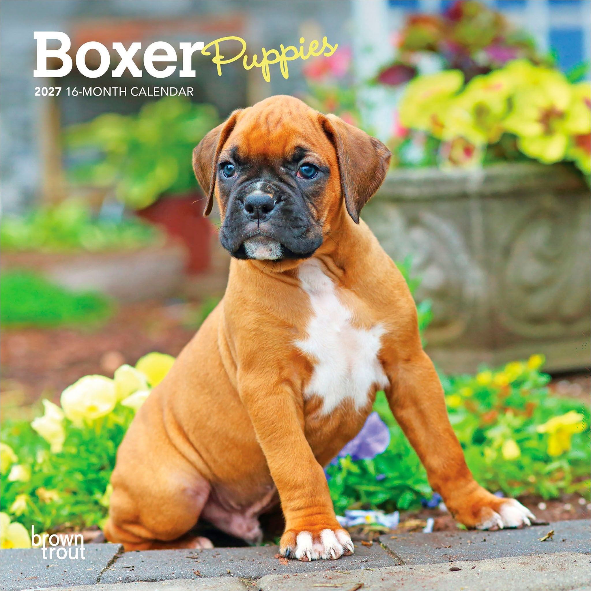 Boxer Puppies 2027 Mini Calendar