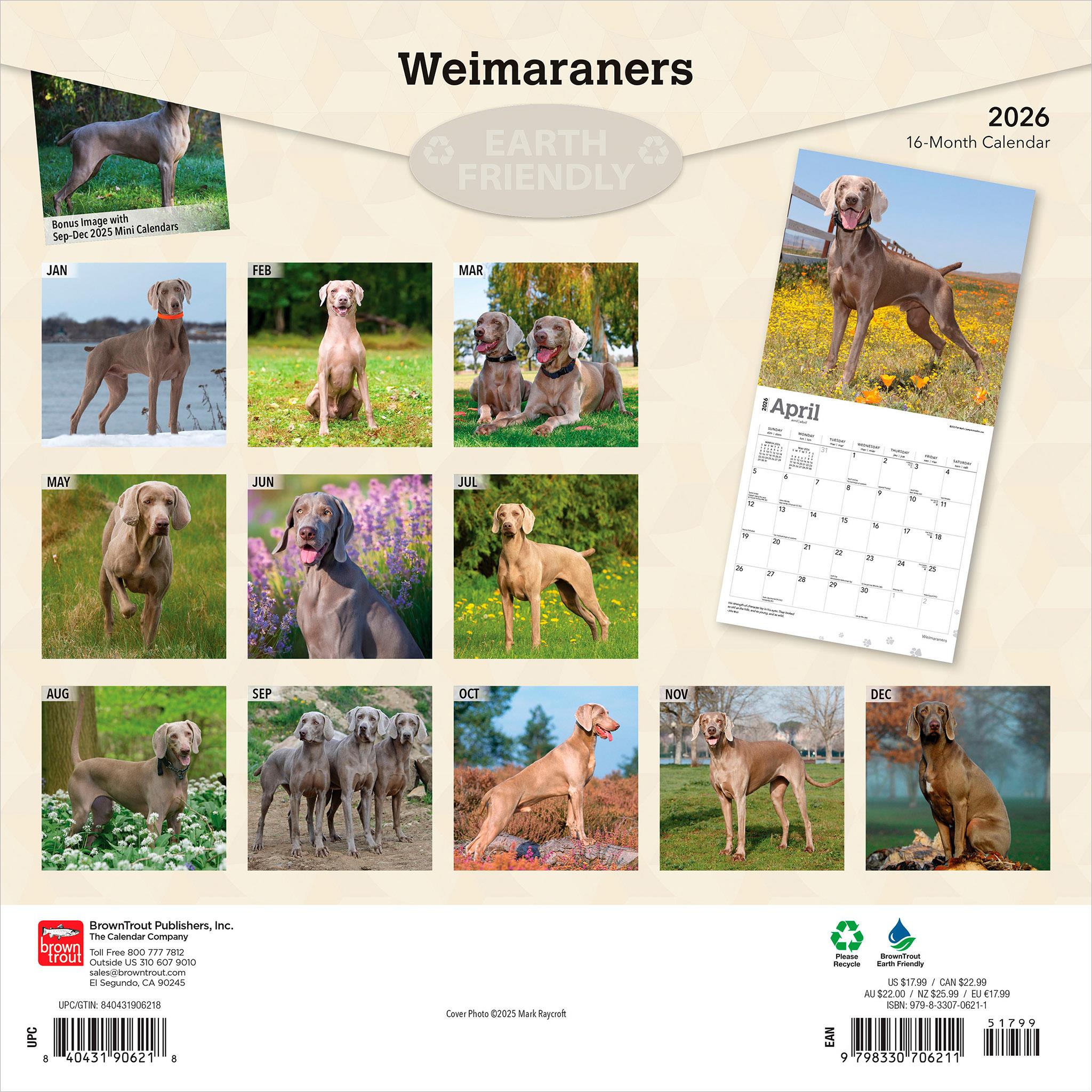 Weimaraners 2026 Wall Calendar