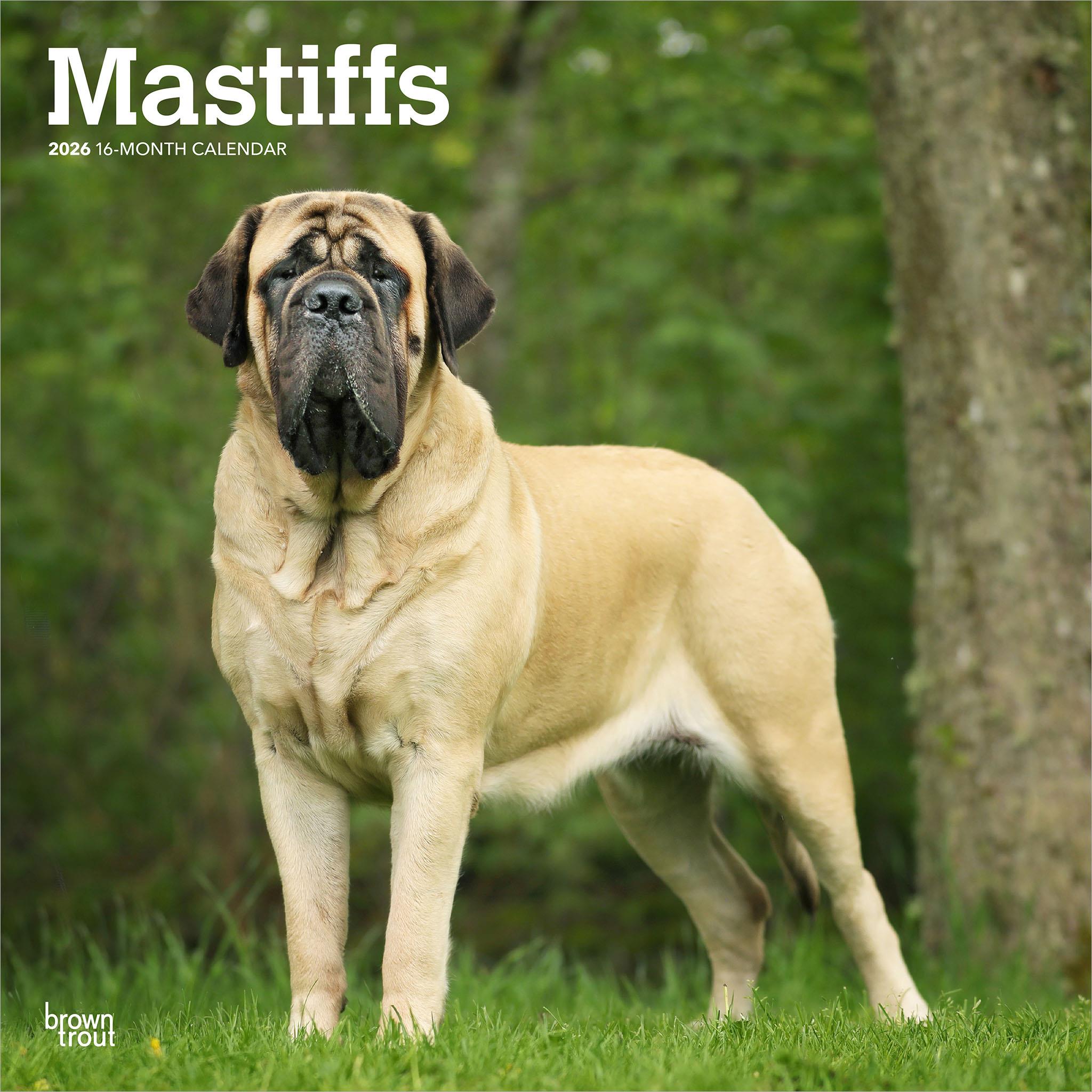 Mastiffs 2026 Wall Calendar
