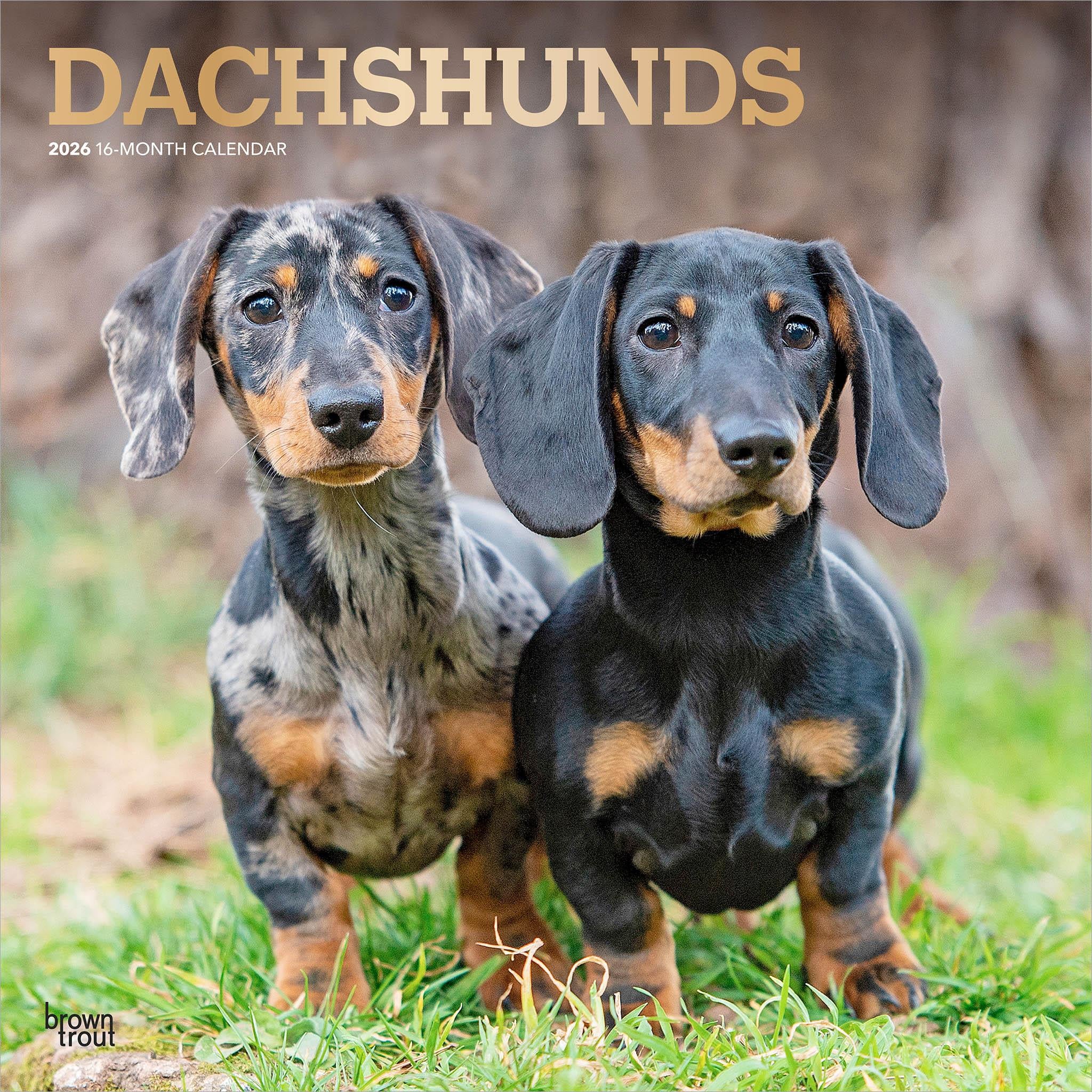 Dachshunds 2026 Wall Calendar - Calendar Club Canada
