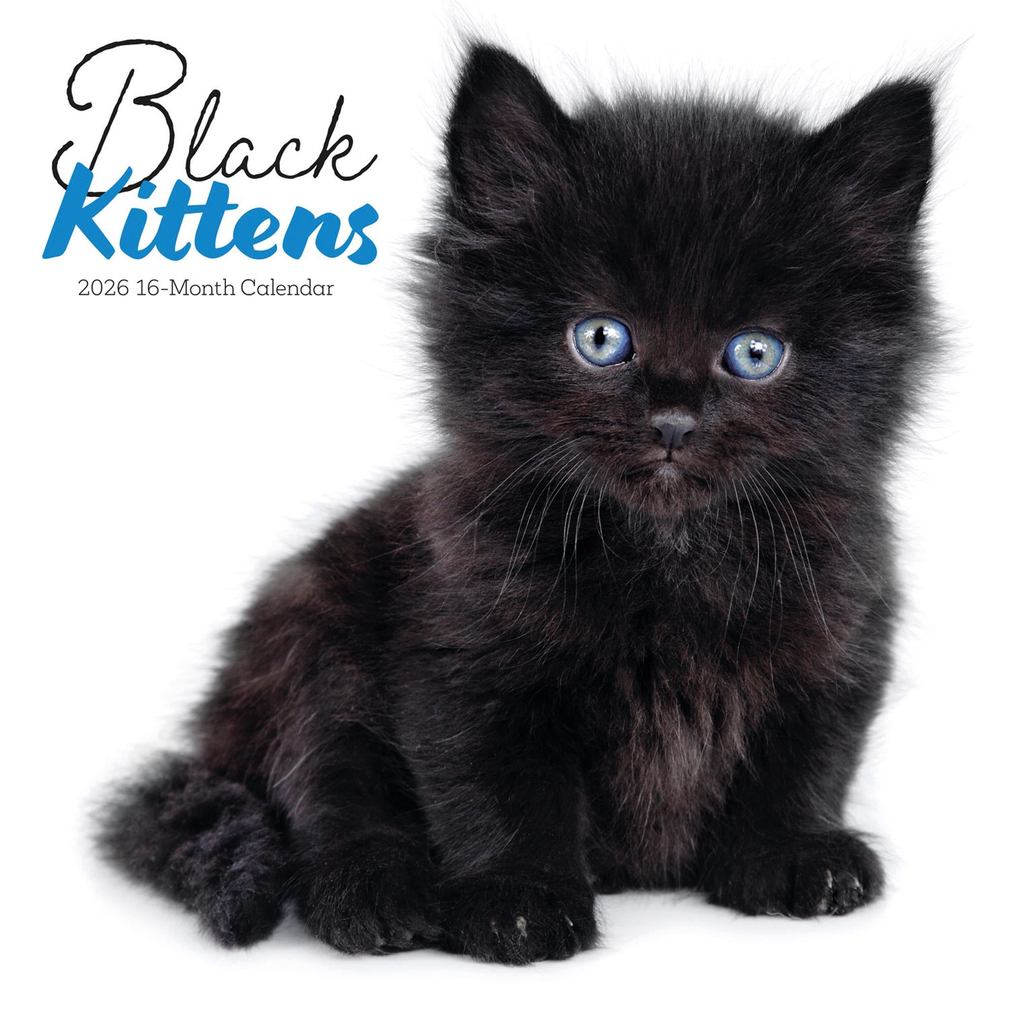 Black Kittens 2026 Wall Calendar